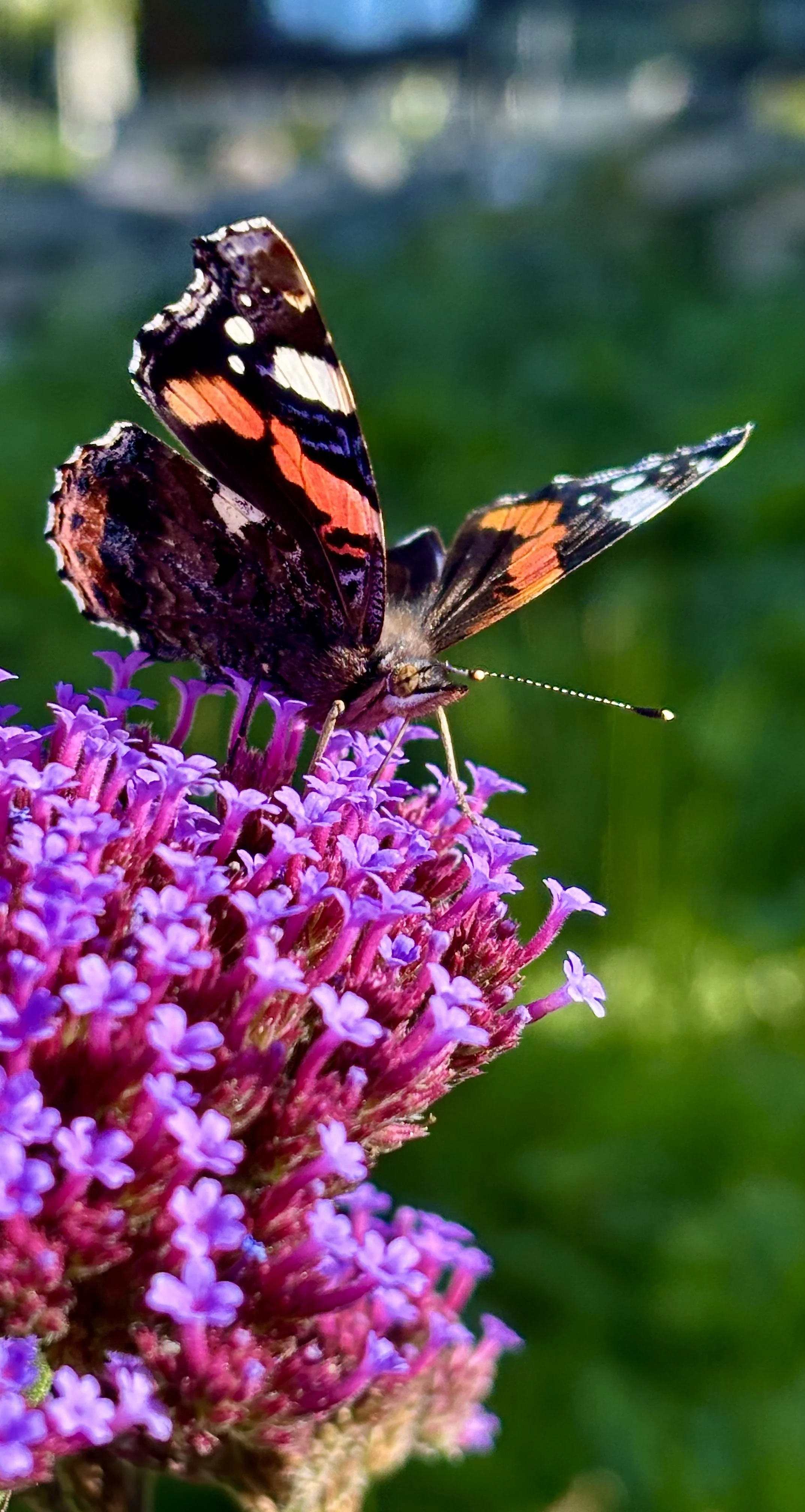 A butterfly with black, orange, and white wings perched on purple flowers.