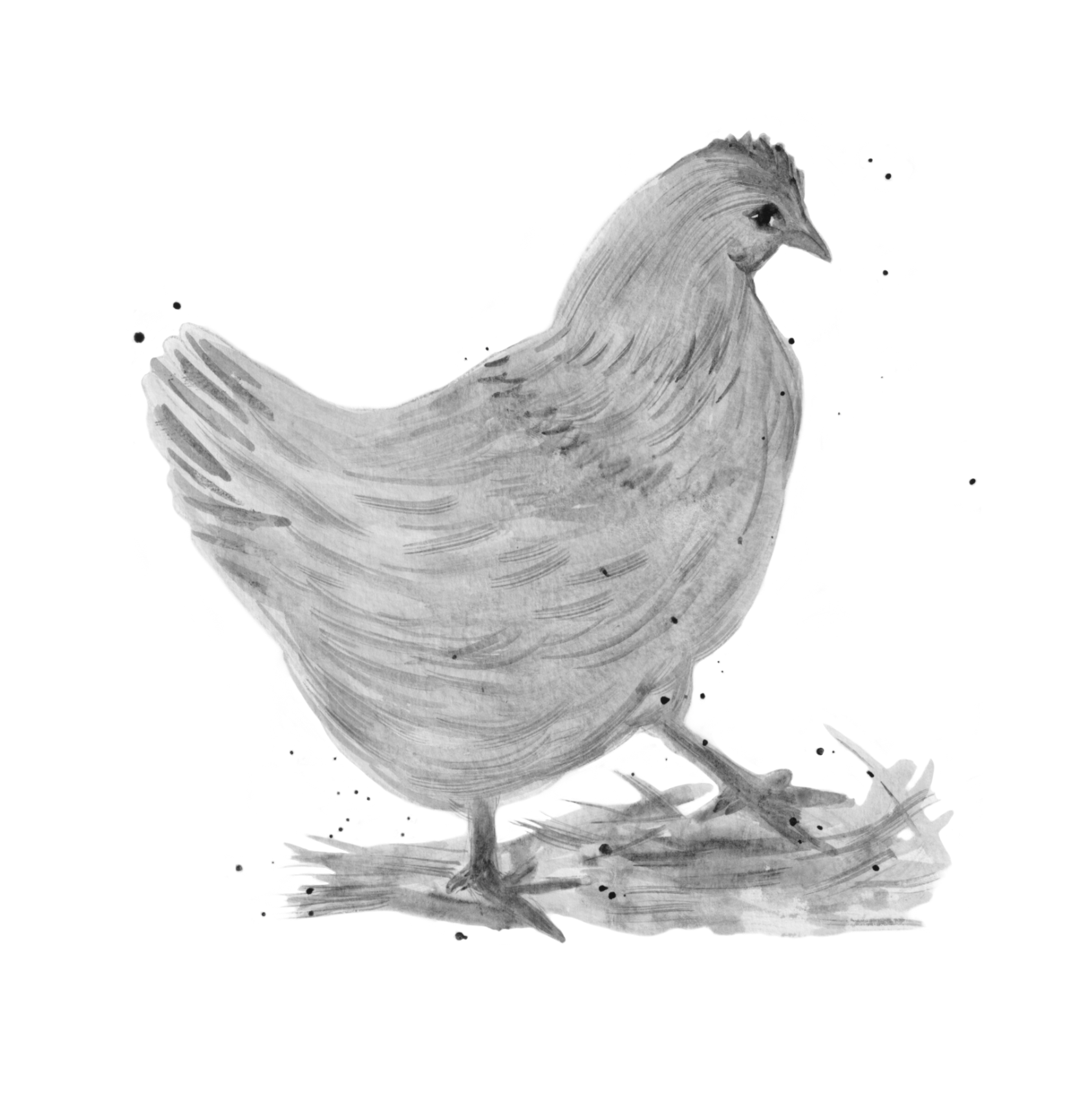 A grayscale watercolor painting of a bird, possibly a chickadee, standing on the ground facing right with detailed feathers, a small crest on its head, and tiny ink splatters around it.
