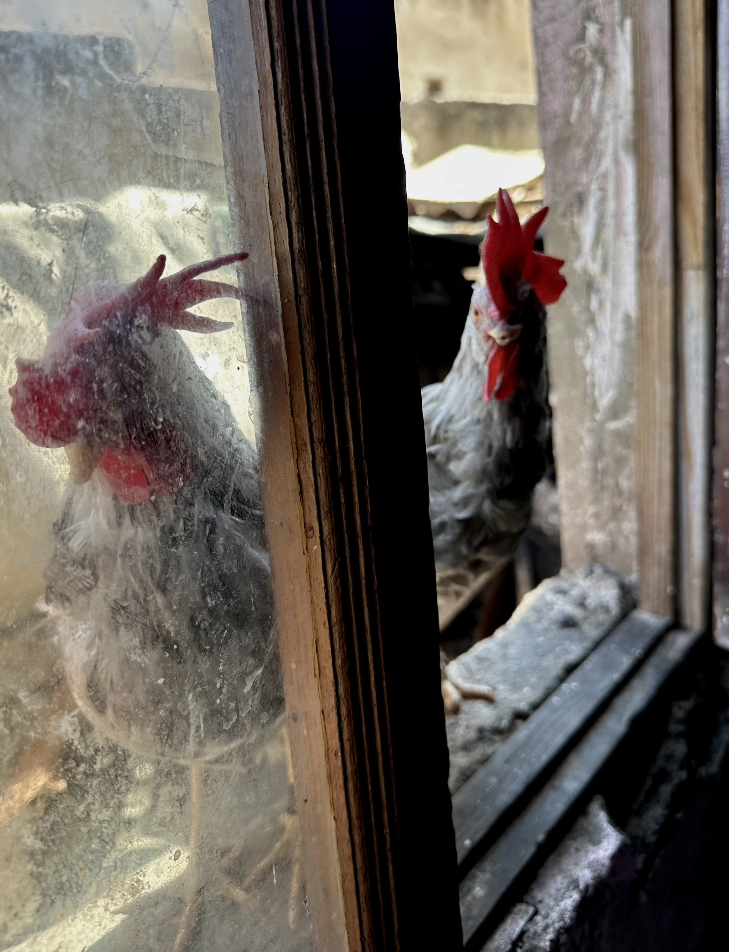 A chicken peers through a window inside the apartment building where Dalila Abdo Ahmed lives with her family in Taiz. Dalila rebuilt her life gradually after the explosion and now contributes financially to support her parents.