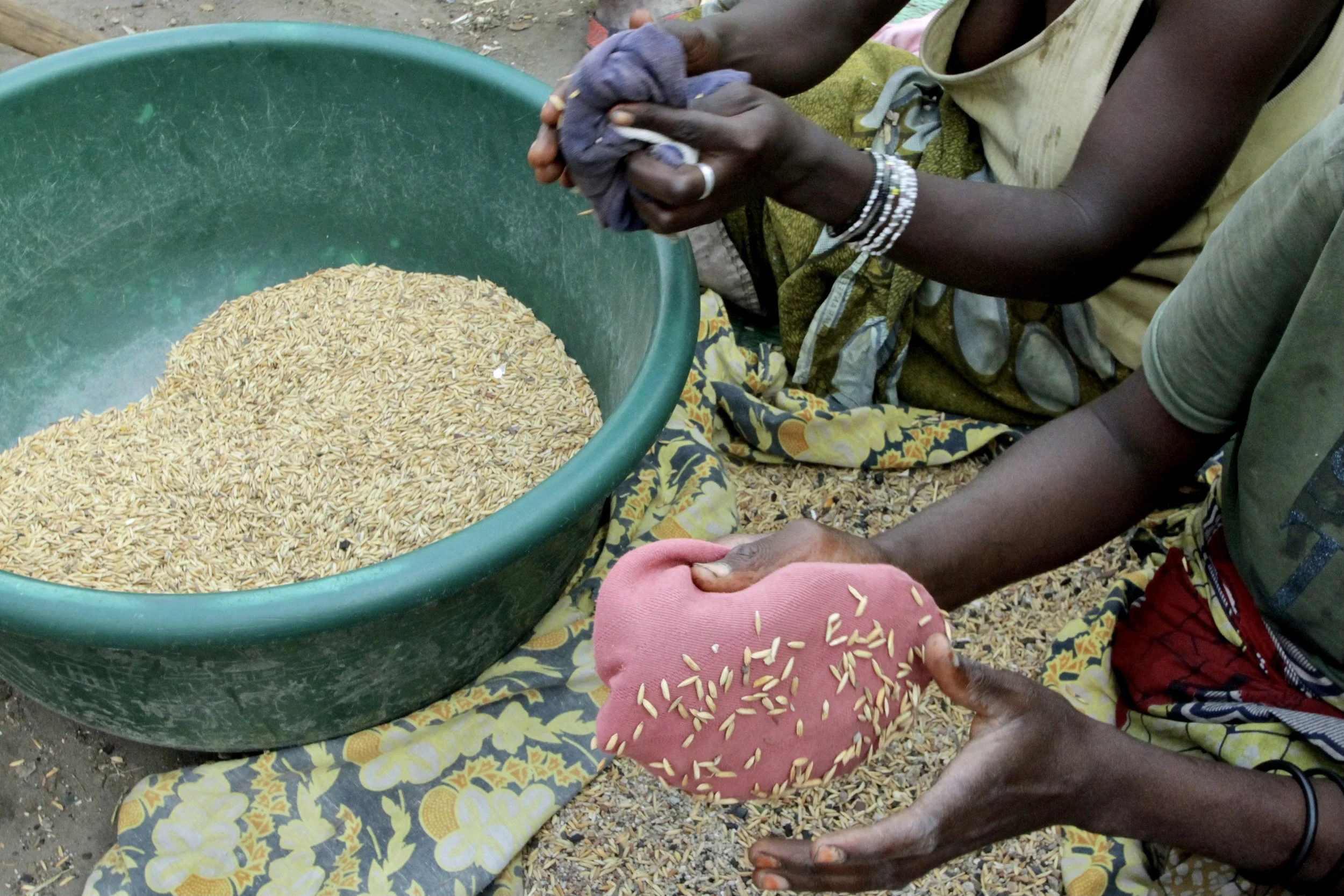 Rice is sorted and cleaned before cooking, part of the daily food preparation carried out by residents in the camp.