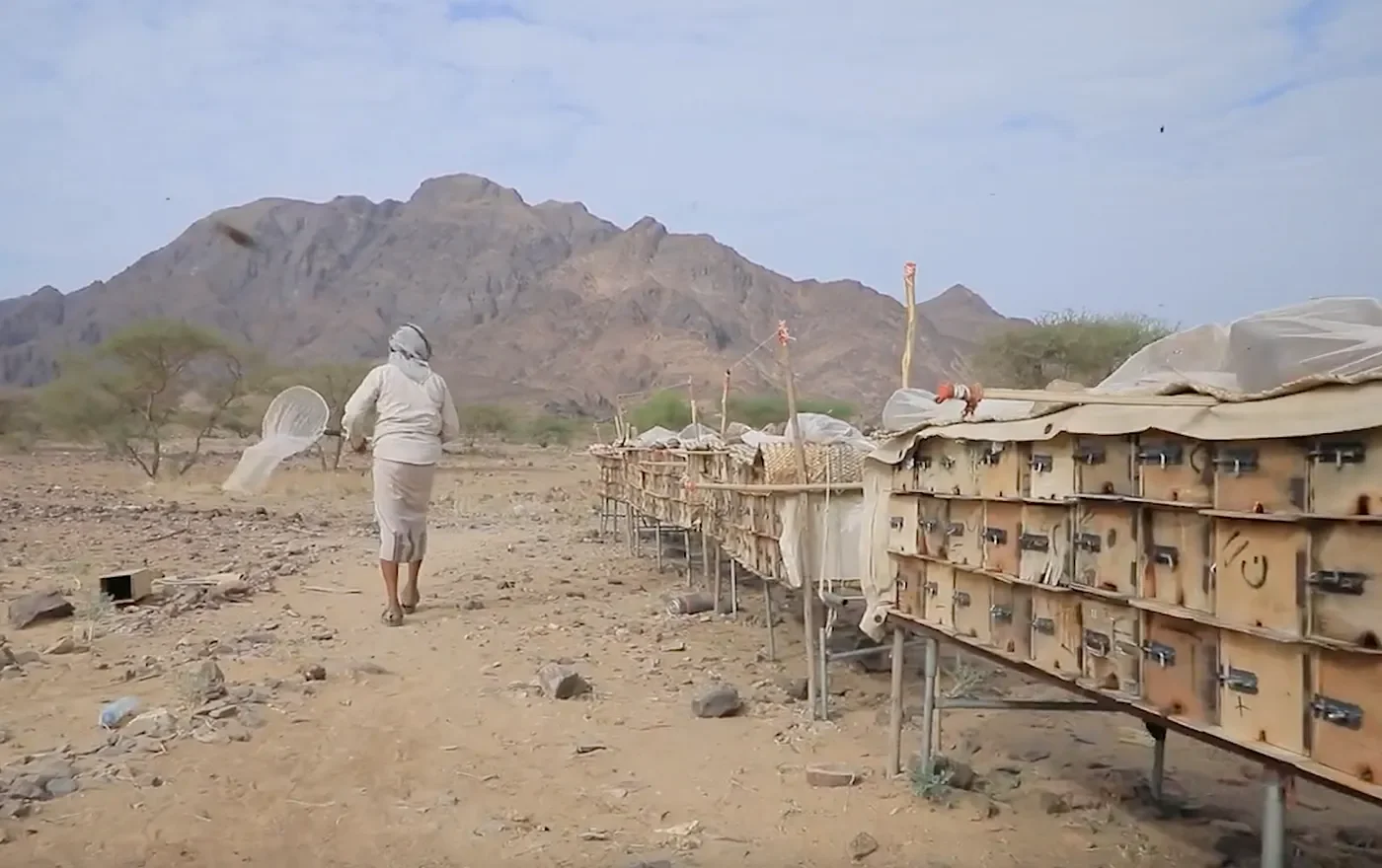 Landmines continue to threaten Yemen’s beekeeping heritage