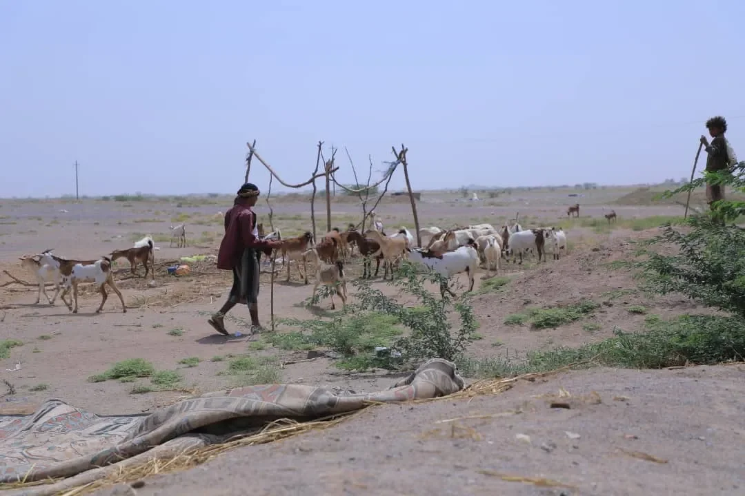 Landmines left behind in Yemen: What happens when Houthi militias retreat