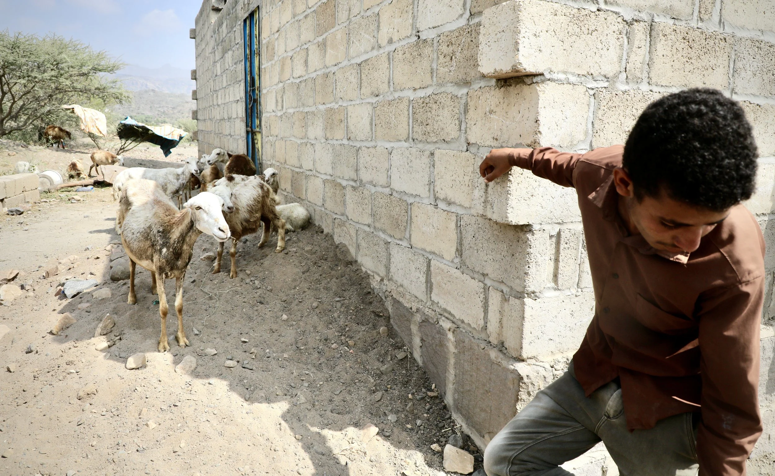 Outside the home of Radwan Mohammed, Al Jadanah village, Shakhab, Al Dhale. A flock of sheep shelter at the wall of the compound from which Project Masam's Team 18 cleared 50 Houthi-manufactured anti-personnel landmines. Life continues on the cleared