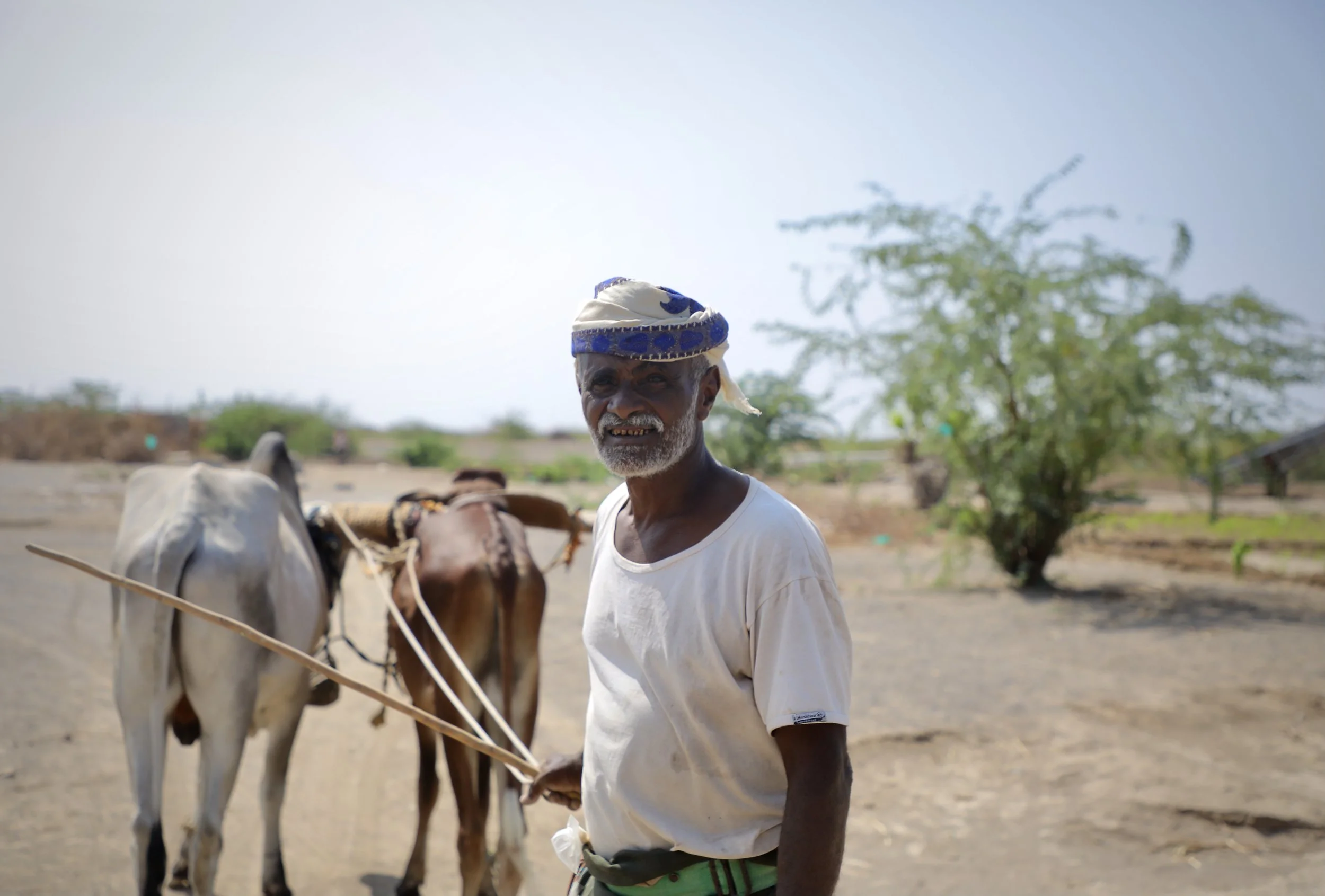 A farmer leads oxen along a track near a demining site in Al Remah, near Mocha, Taiz governorate, Yemen.