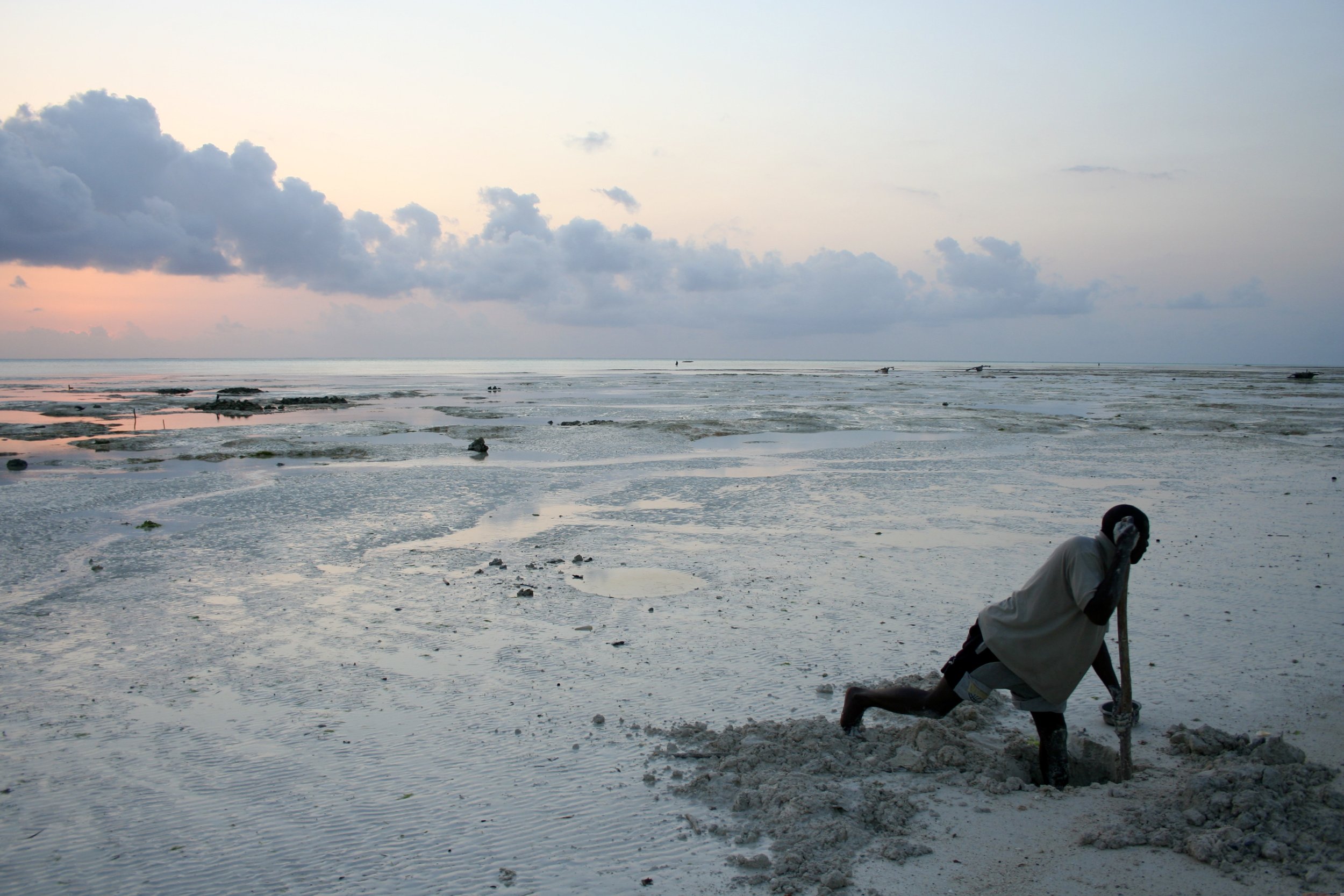 Before first light, a fisherman digs for sandworms in the tidal flats- the first stage of a day's fishing trip, and bait for the fish that will themselves become bait later on.