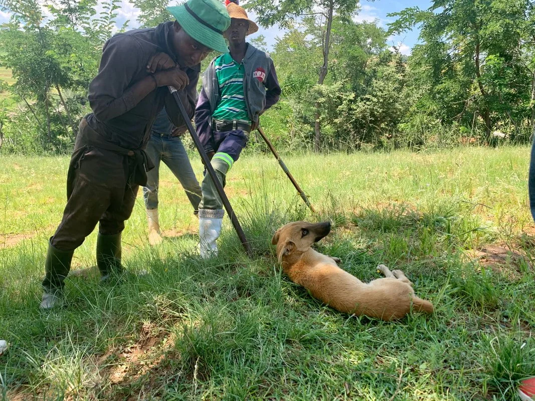 Herd boys gather with a dog near grazing land while waiting for the outreach team to arrive for a community health session in Leribe district.