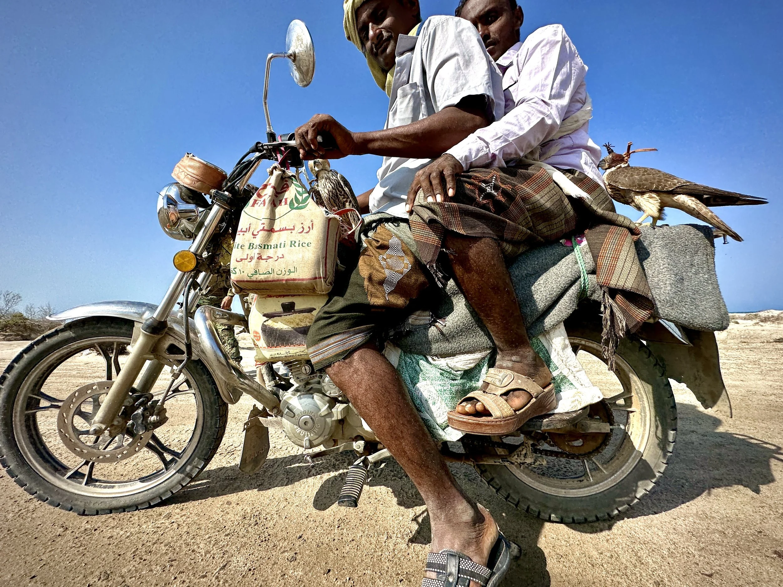 Fishermen transport falcons along Yemen’s west coast after turning to trapping and trading birds as an alternative source of income amid collapsing fish stocks, mine contamination and insecurity along the Red Sea shoreline.