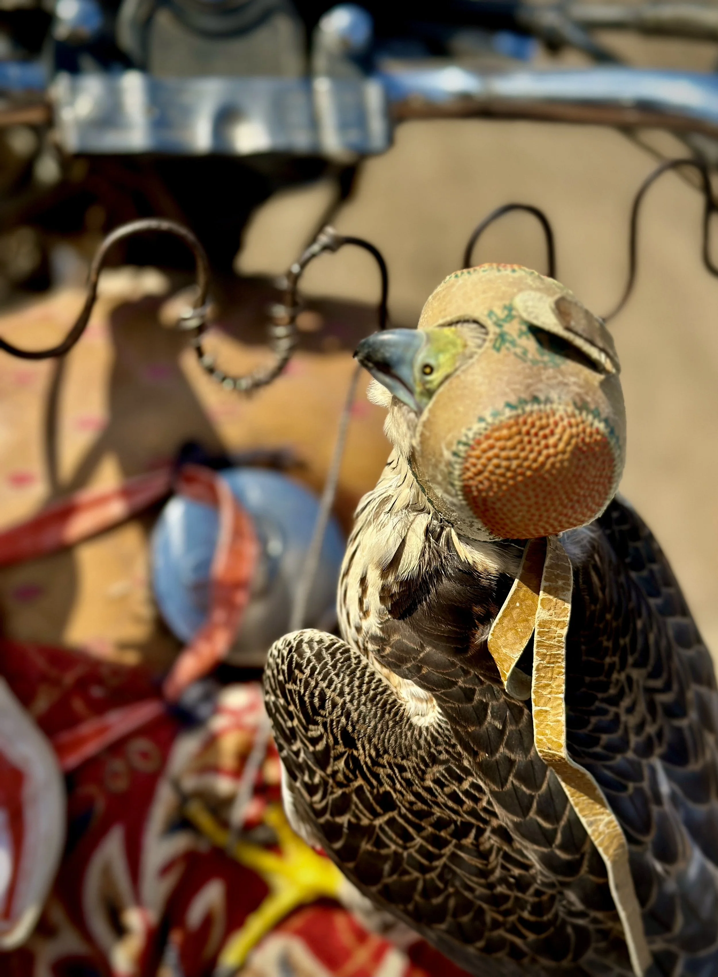 Some fishermen along Yemen’s west coast have turned to trapping and training falcons after mines and insecurity devastated the local fishing economy. The birds can later be sold to buyers in Gulf countries.