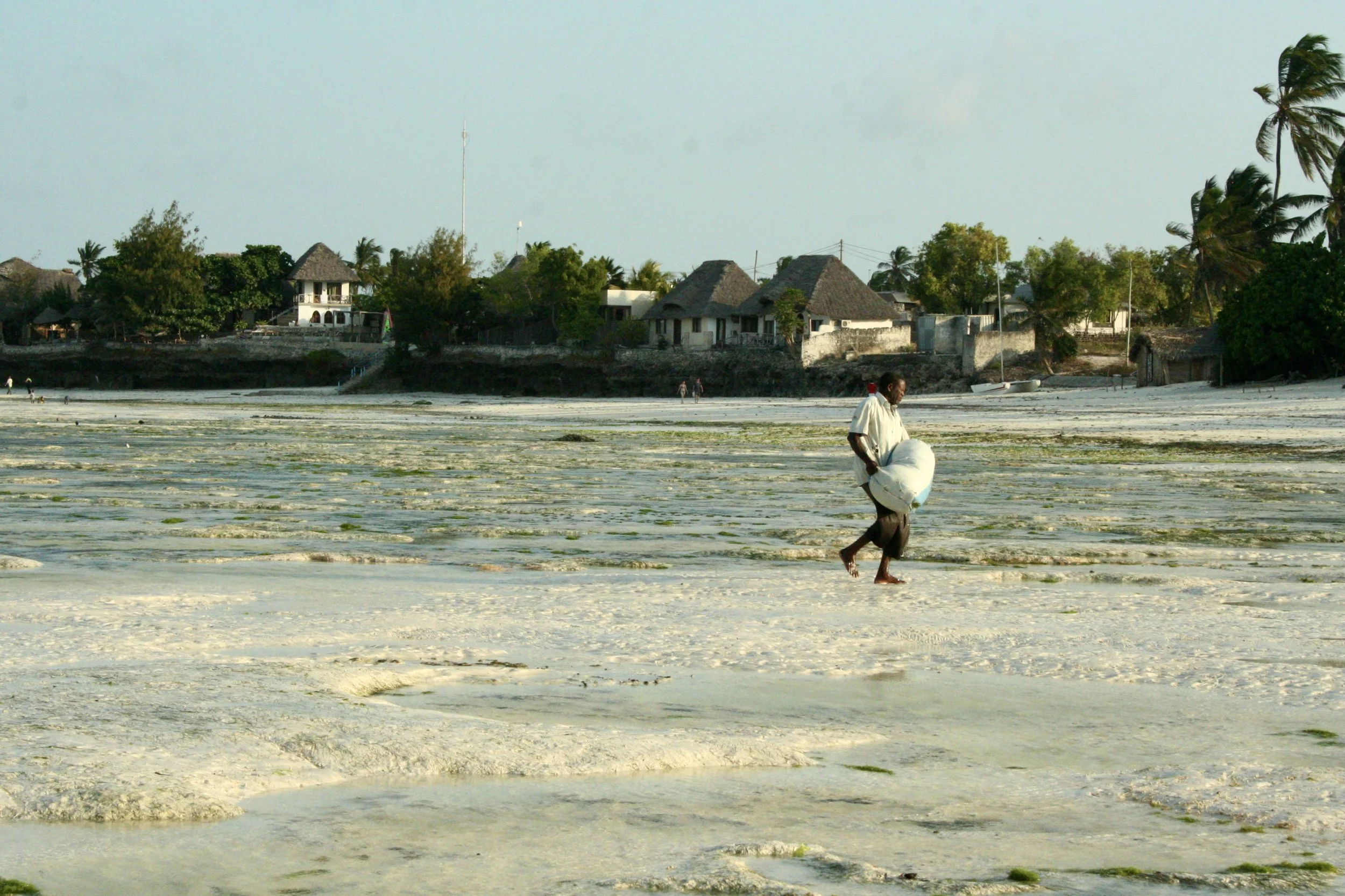 A man carries in the morning's seaweed harvest across the exposed reef flat, village and thatched roofs behind him. Zanzibar's shallow eastern lagoons support a community-led seaweed industry (usually the domain of women, known locally as "Mwani Mama