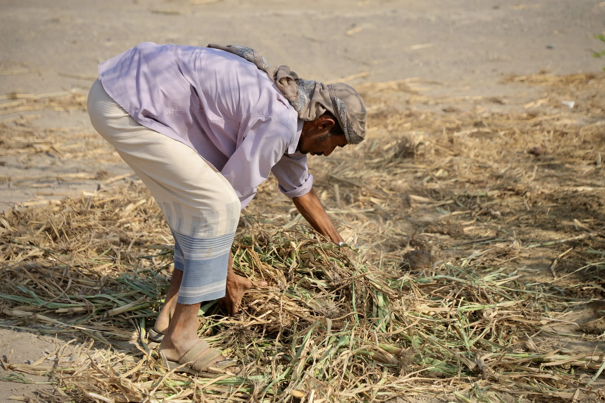Amar works a cleared section of his field. With only part of his land safe to use, pressure on these areas is high.