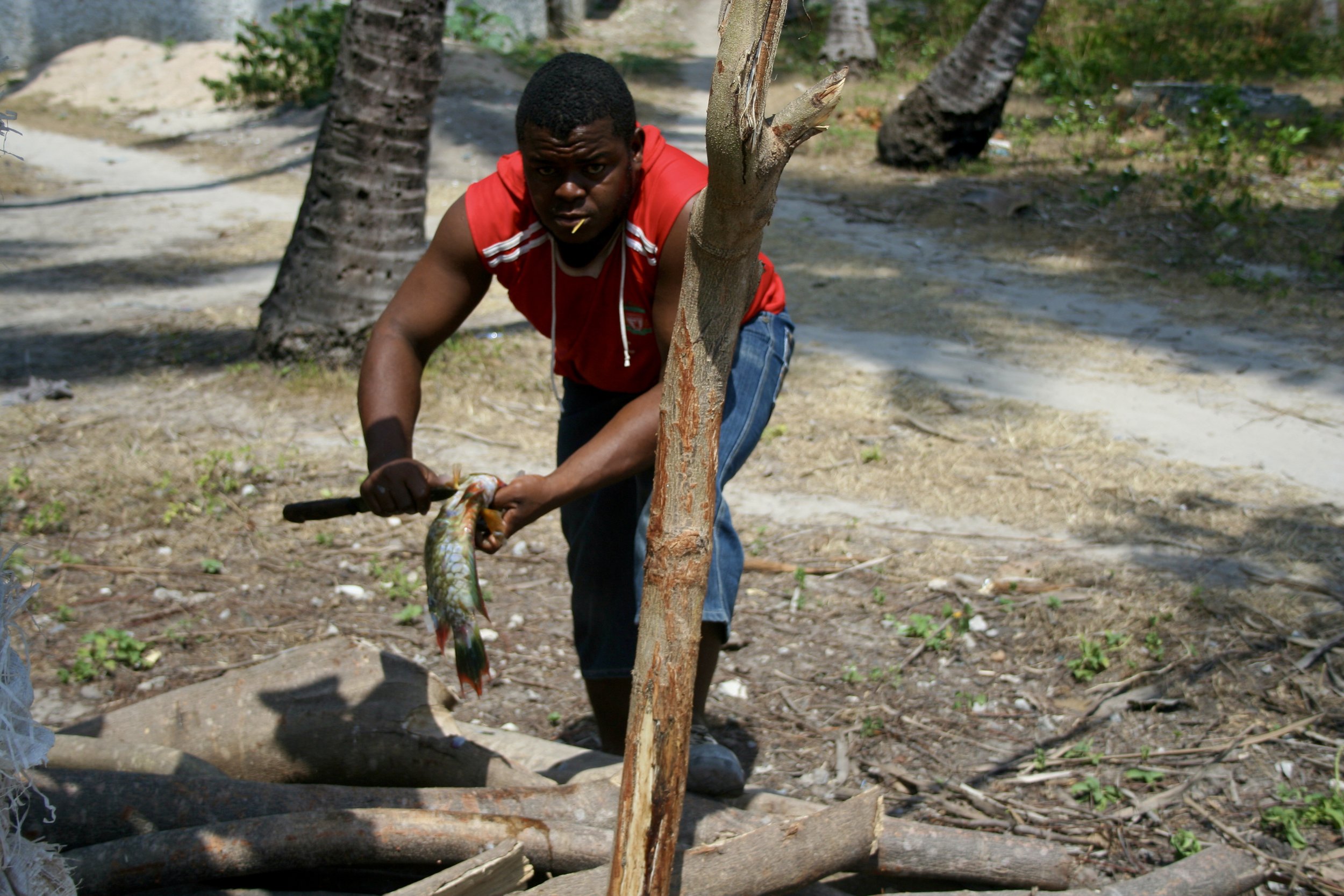 Captain Fruit delivers the day's catch to the Sea Horse in exchange for a little money. Here is Soube, the restaurant's cook, putting it straight to work, scaling a parrotfish in a kitchen that runs without electricity.