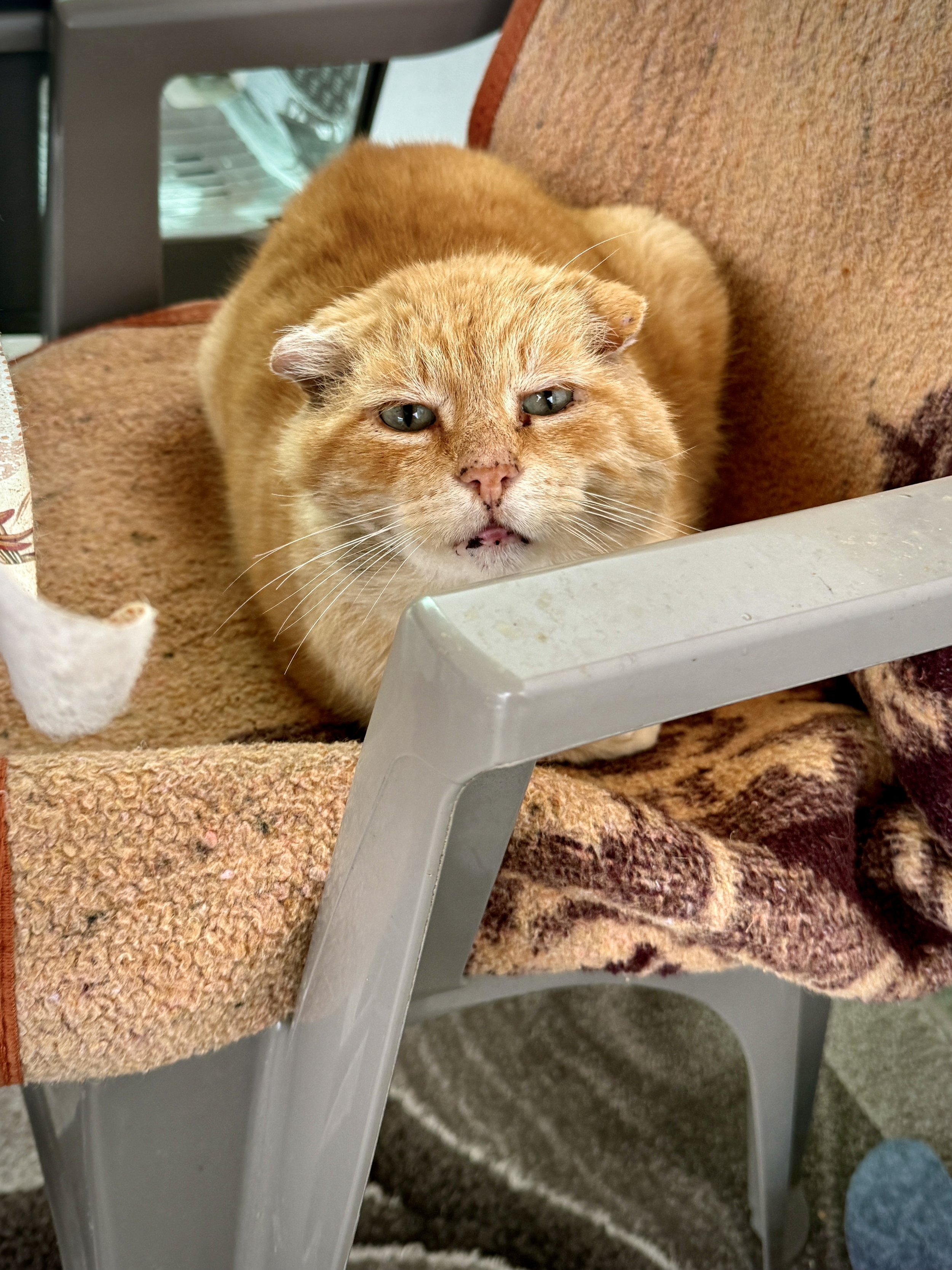 Žućko, Mirnesa’s cat, sits by the front door in the cold. His name means “yellow” or “ginger”; he lost his ears to foxes. The image marks the transition from the outside world into the warmth of the family home.