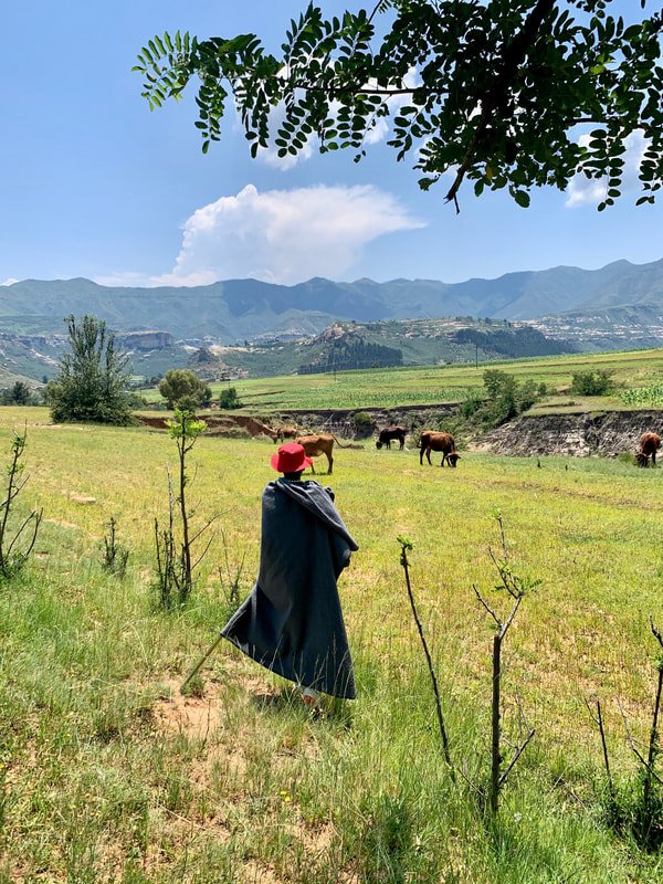 A herd boy walks across grazing land in Leribe district. Boys can begin herding livestock at a very young age and may spend long periods isolated from their families and communities.