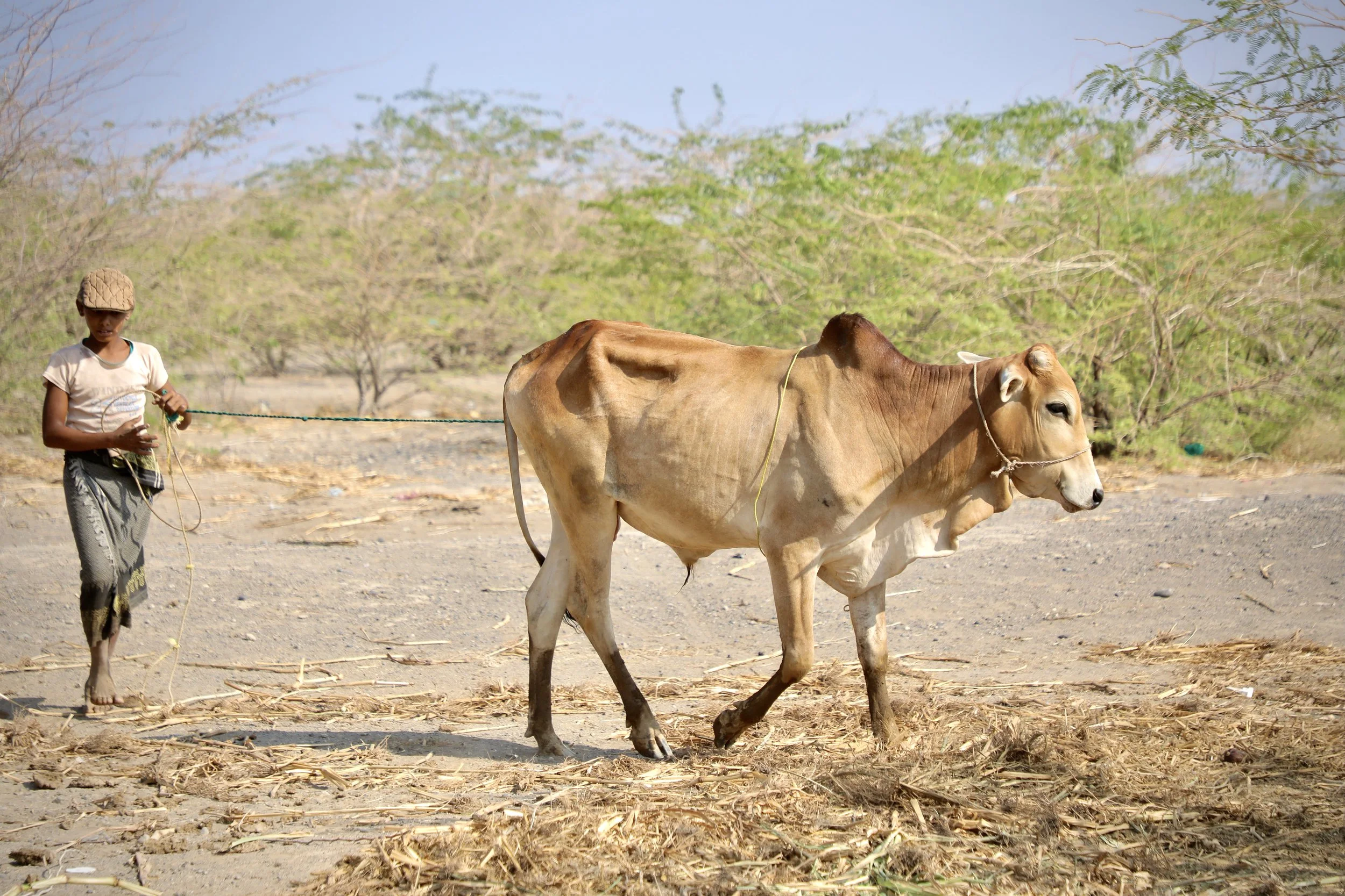Livestock return to graze near areas recently declared safe. Beyond the cleared zone, vegetation and contamination have overtaken once-cultivated land.