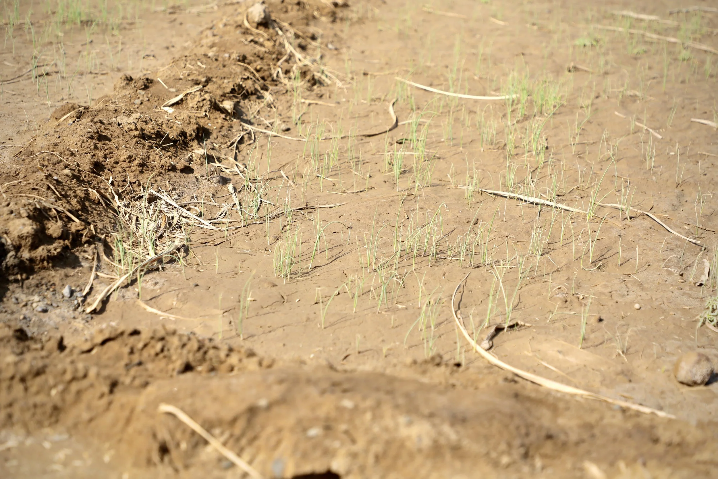 New shoots emerge in soil once too dangerous to farm. Clearance allows planting to resume, but only in areas declared safe.