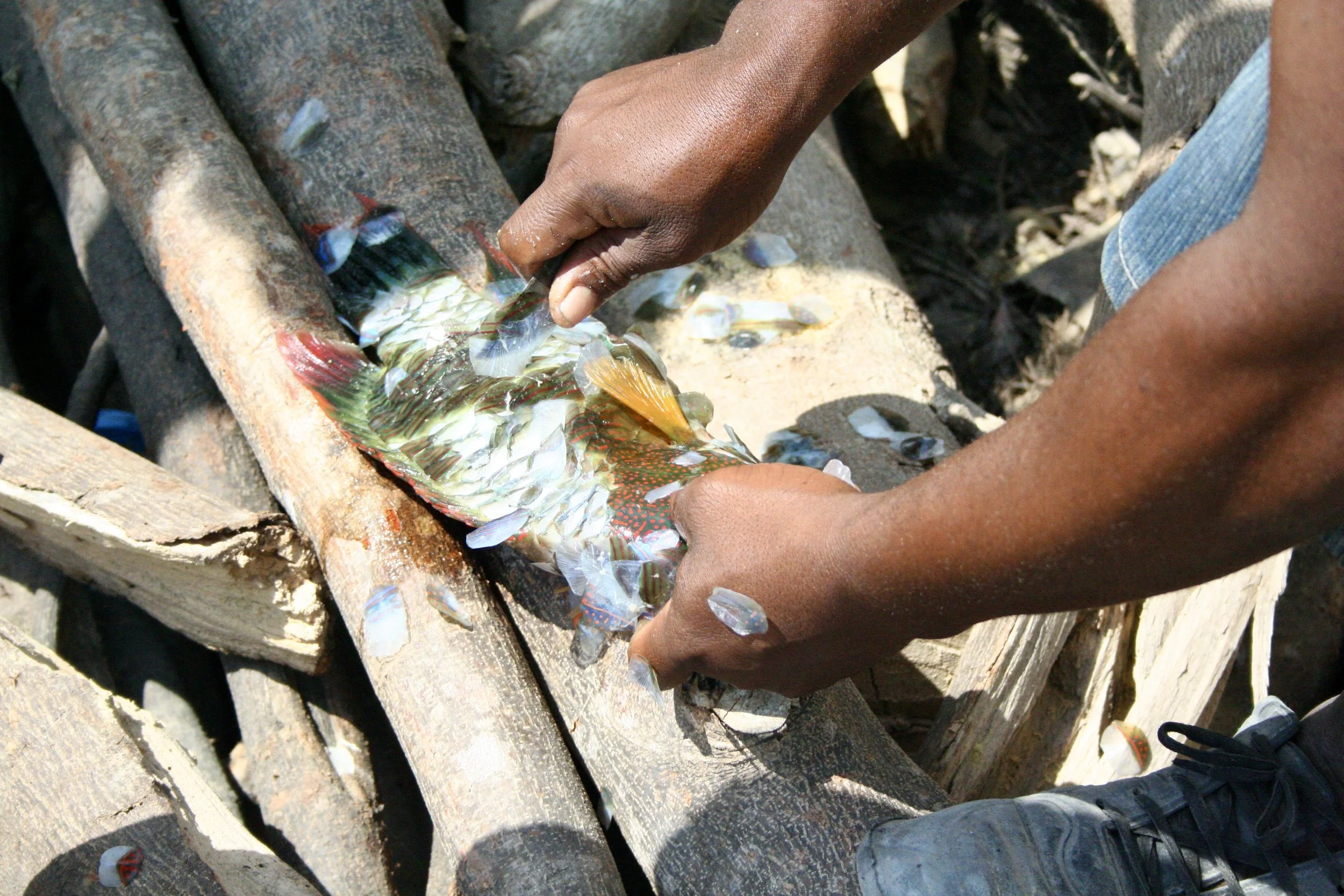 Soube's hands at work on the parrotfish's scales with the same unhurried, practised technique he brings to every dish at the Sea Horse, his tiny unelectrified restaurant nearby.