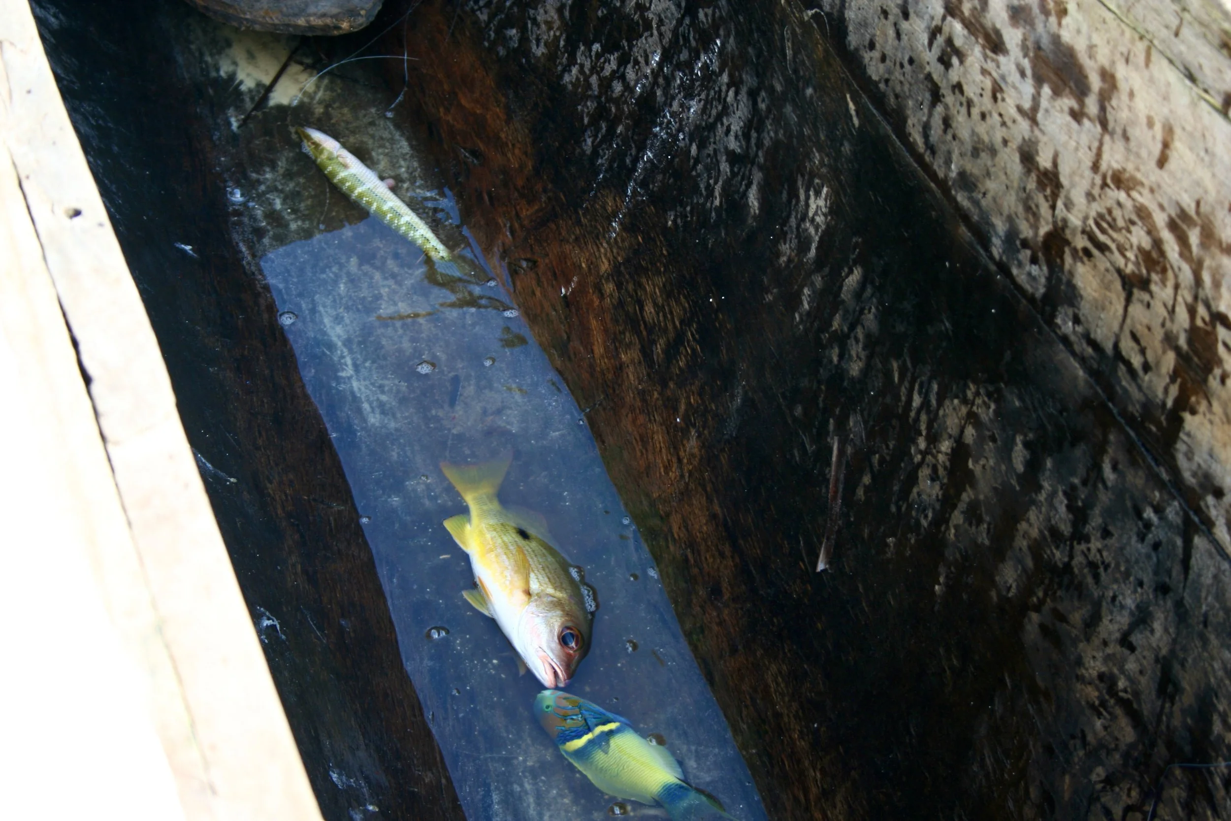 Three fish (caught within the hour) lie in the dark, wet hull of the dhow.