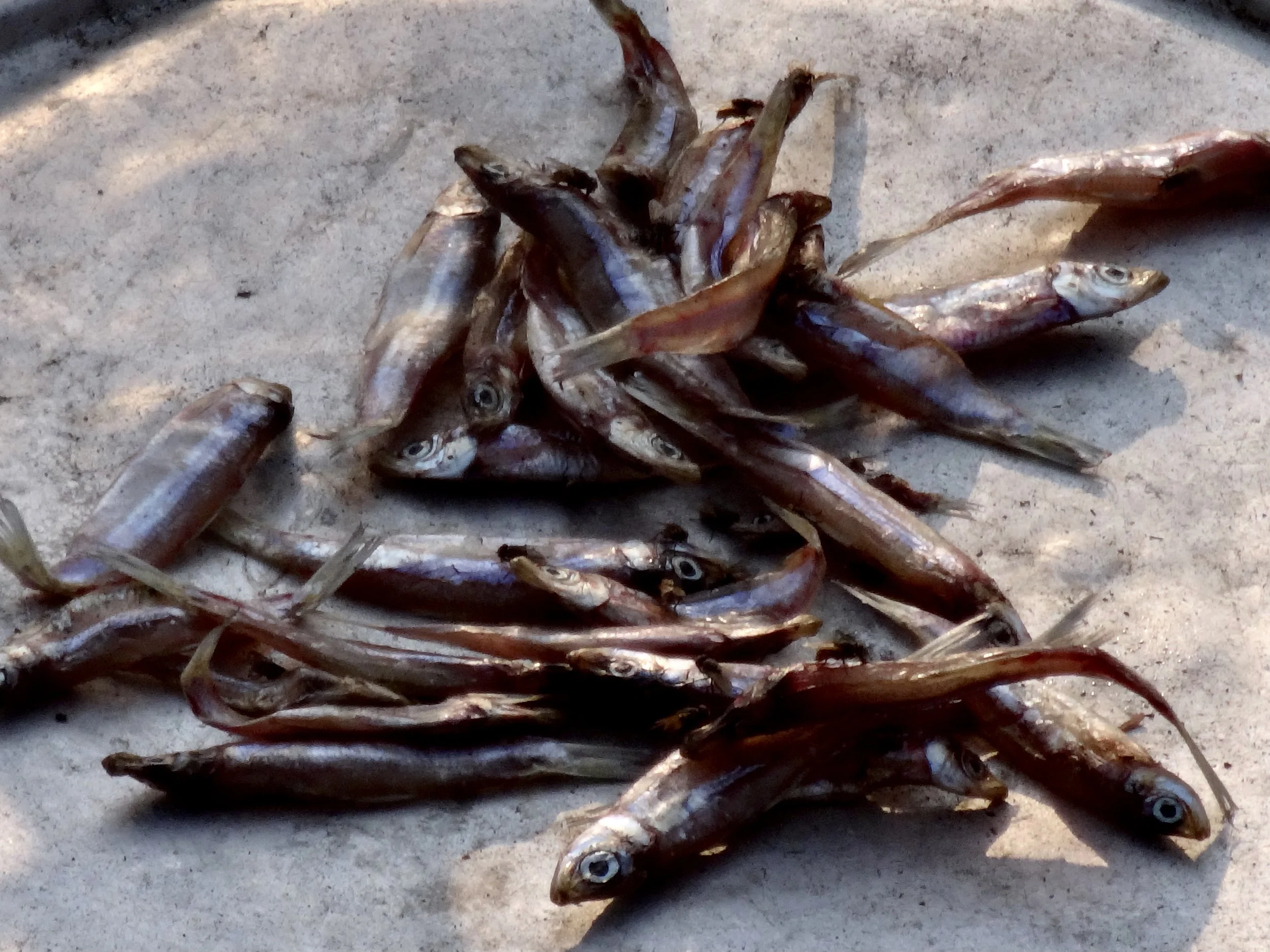 Small fish are prepared and dried for meals, supplementing staple foods for families living in the displaced persons camp.
