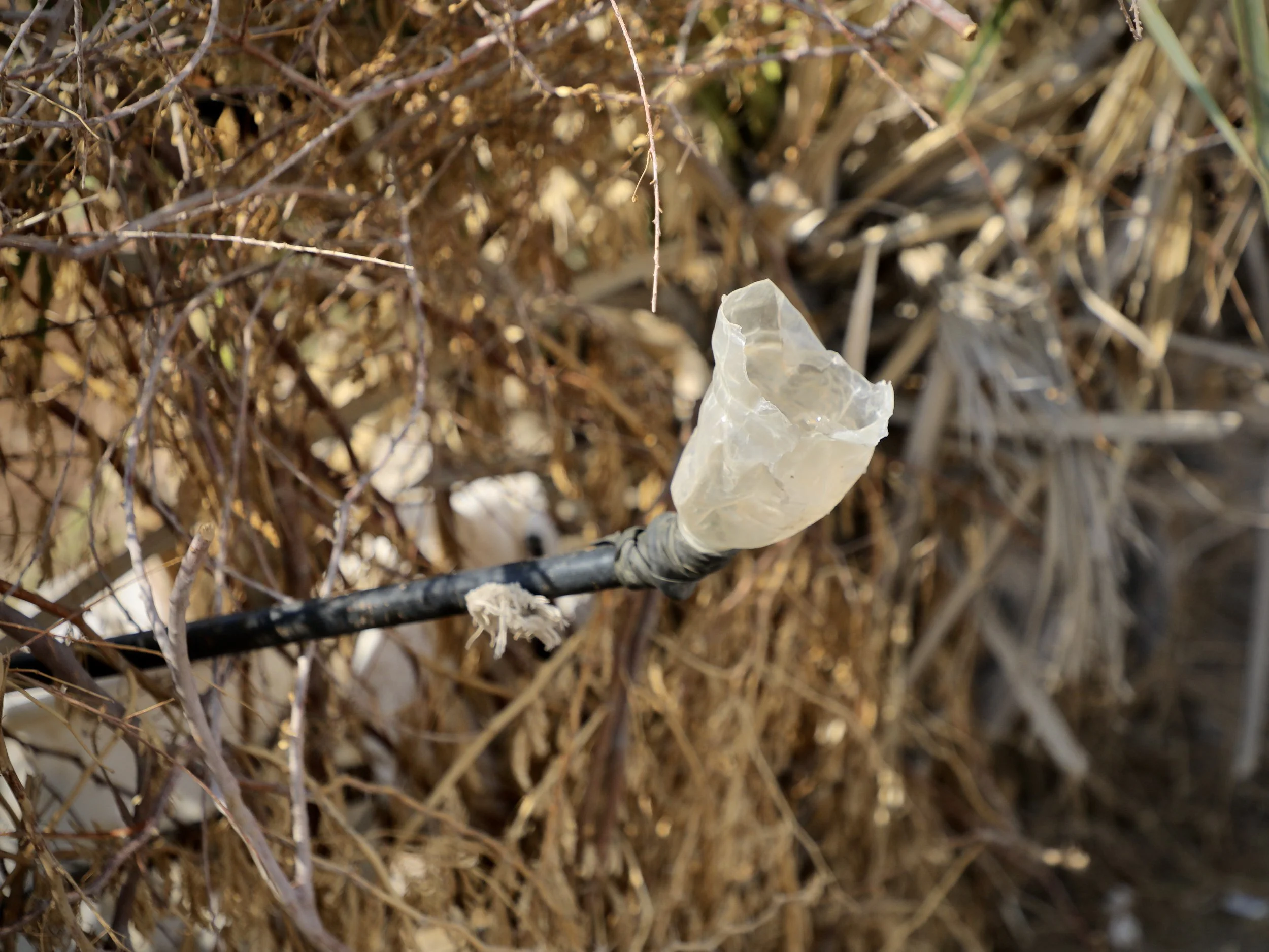 A simple pipe system collects and channels water for household use in Amar's enclosed courtyard. In Al Remah, access to water depends on what land can be safely reached.