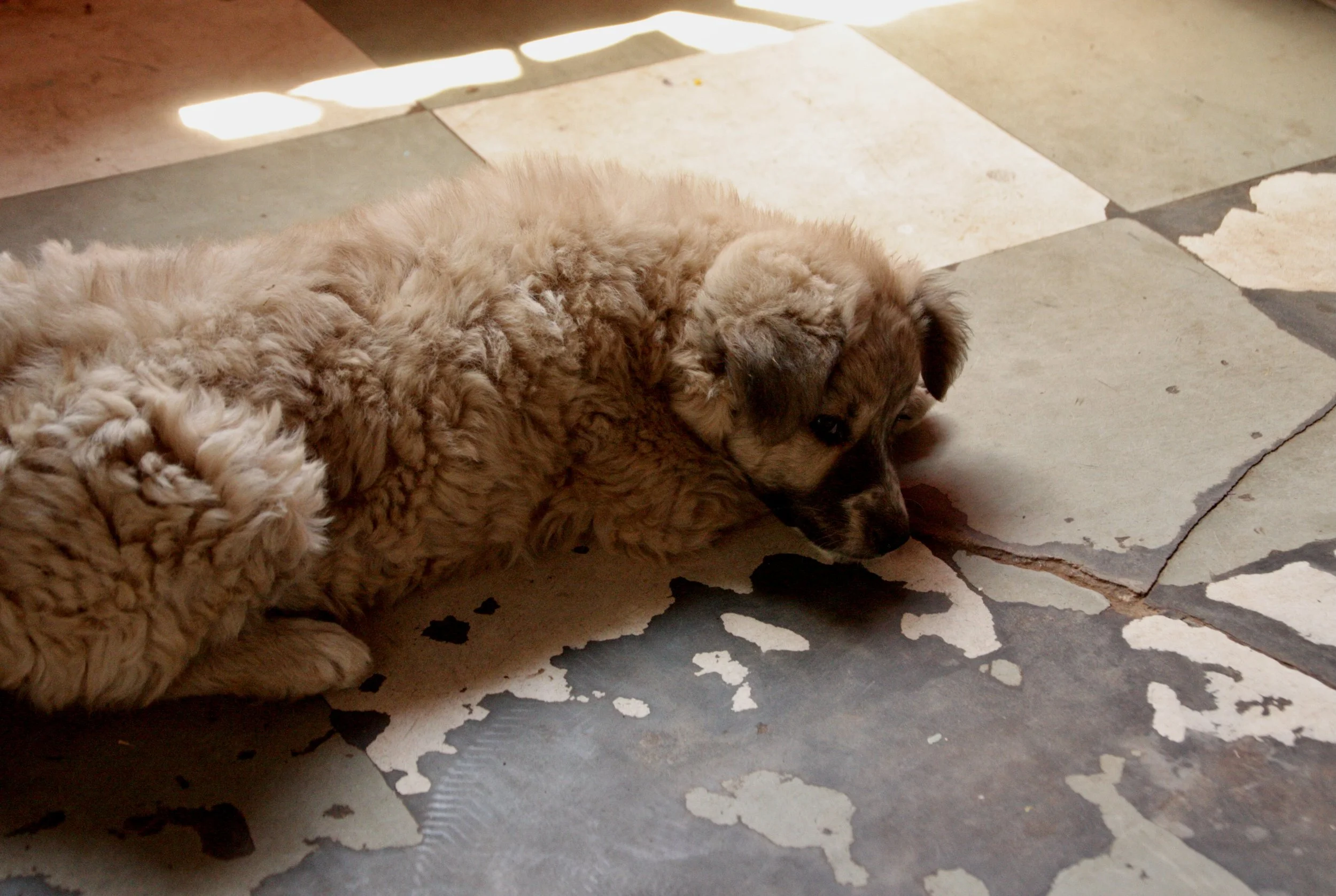 A dog rests on the floor inside the family home in Leribe District. The house is shared by Michael and his two grandchildren, who have lived with him since 2014 after instability within their immediate family left them without consistent care.