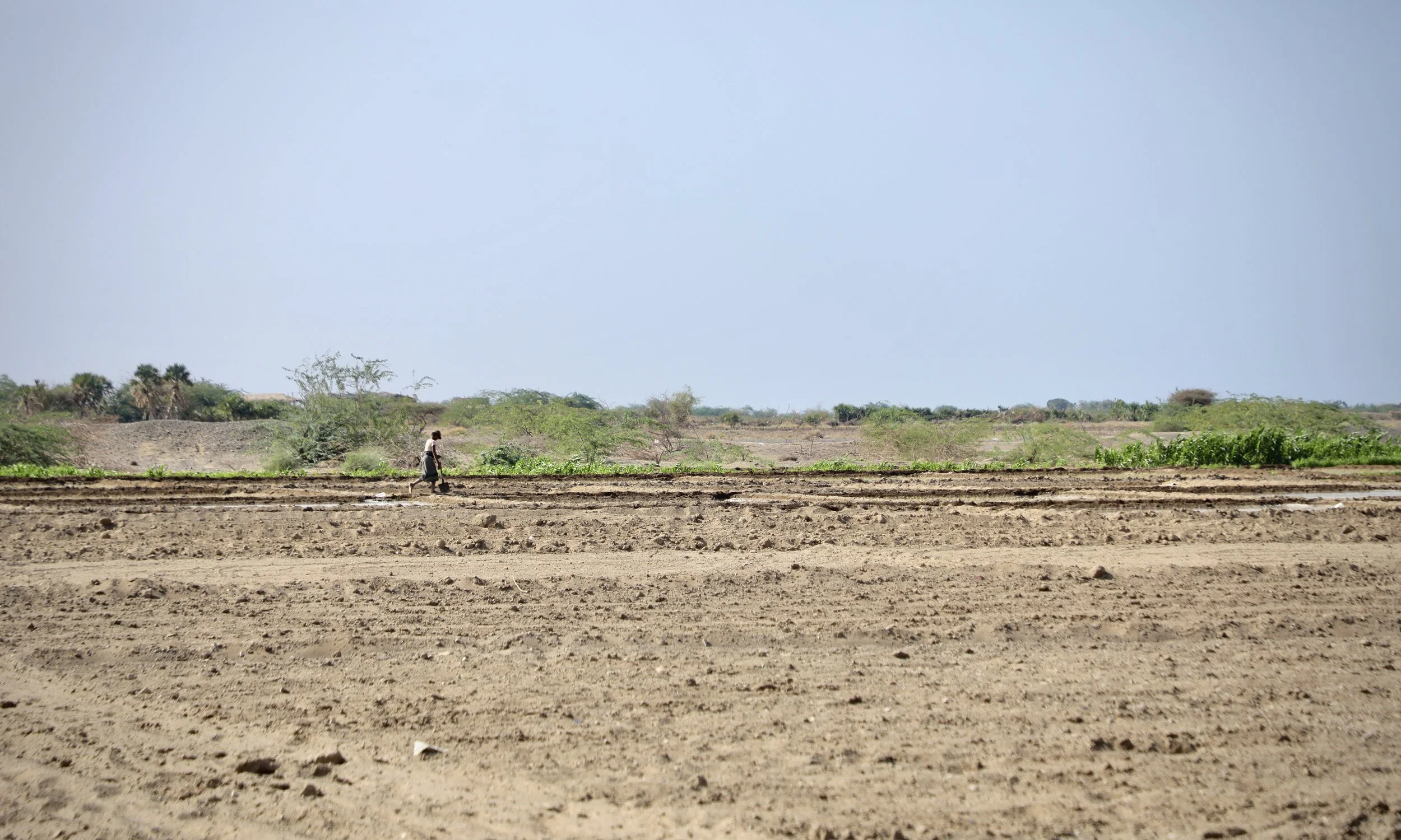 A view of farmland in Al Remah, near Mokha. Parts of the land remain too overgrown to be safely surveyed, leaving sections unusable.