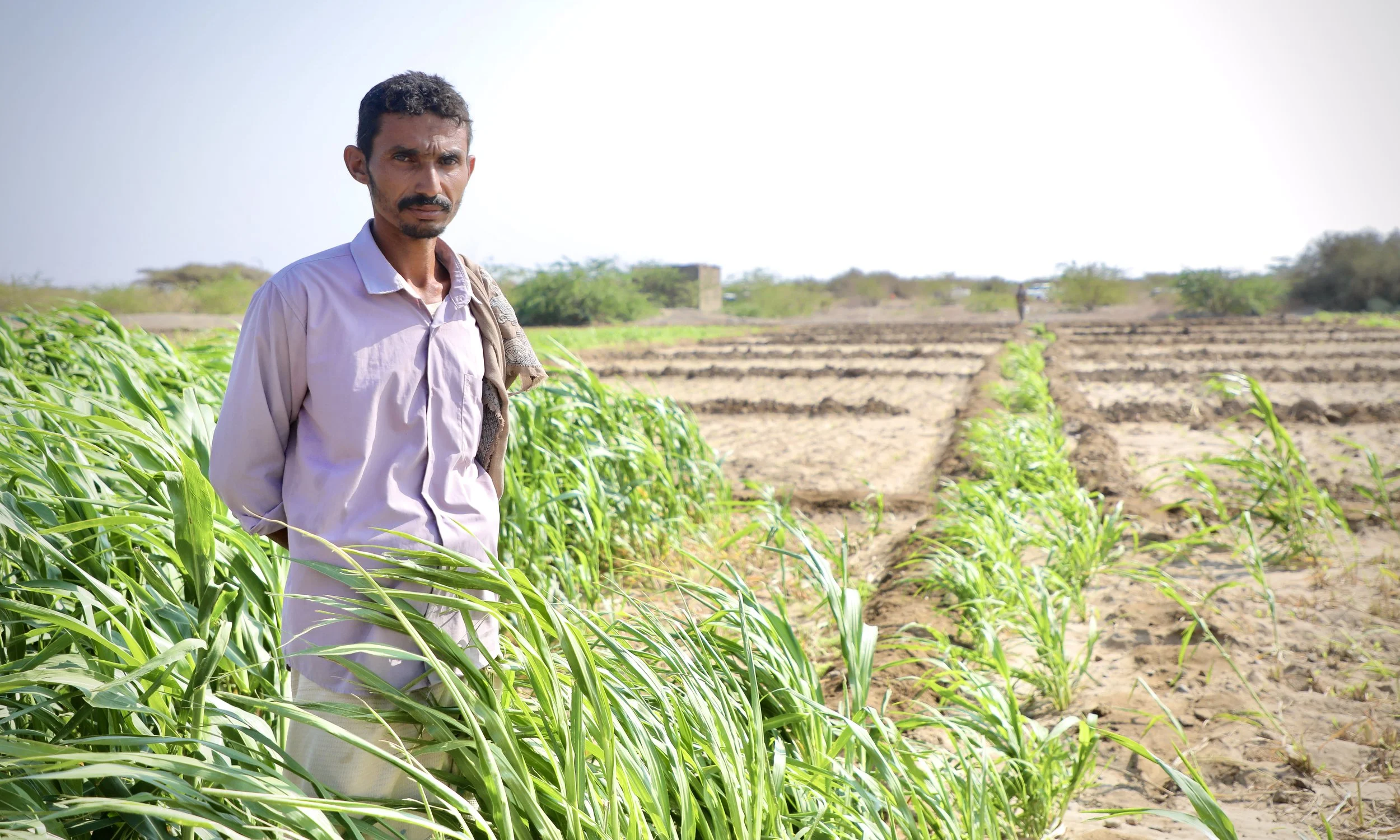 Amar inspects a patch of healthy maize, one of the few safe areas he can farm. With much of his land still contaminated, pressure on cleared ground is high.