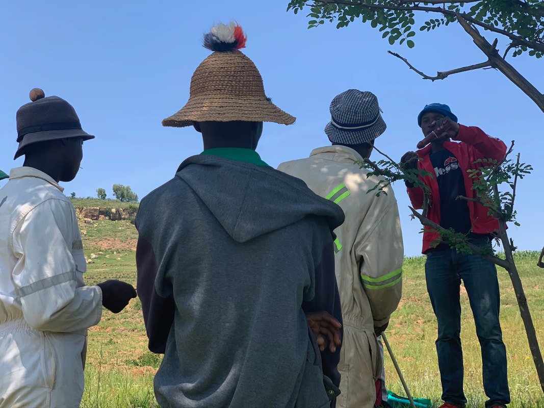 Herd boys gather beneath a tree in Leribe district before an HIV and sexually transmitted infection prevention session. The meeting place was described simply as “under the cattle post by the tree,” reflecting how herd boys navigate the mountains and