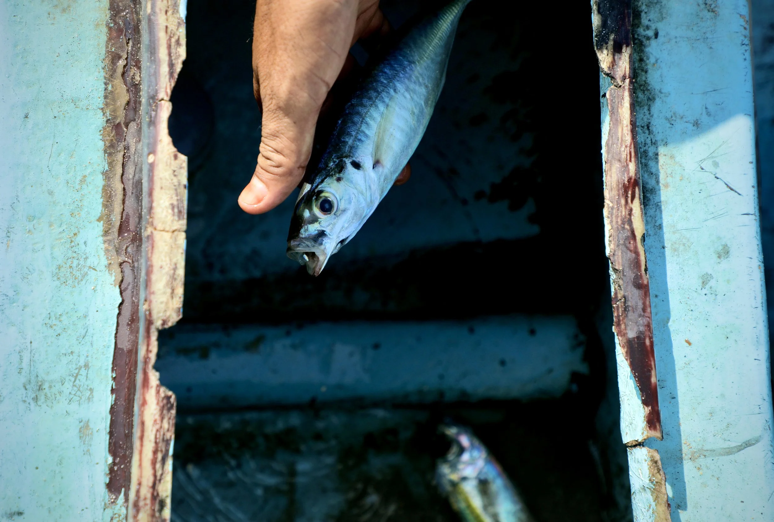 A small catch rests inside a wooden fishing boat in Al Khokha, Yemen. The 800 members of the Al Mostaqbal Fishery Association say their annual catch has fallen from around 150 tonnes of fish per year to less than 20 tonnes as mines, insecurity and Re