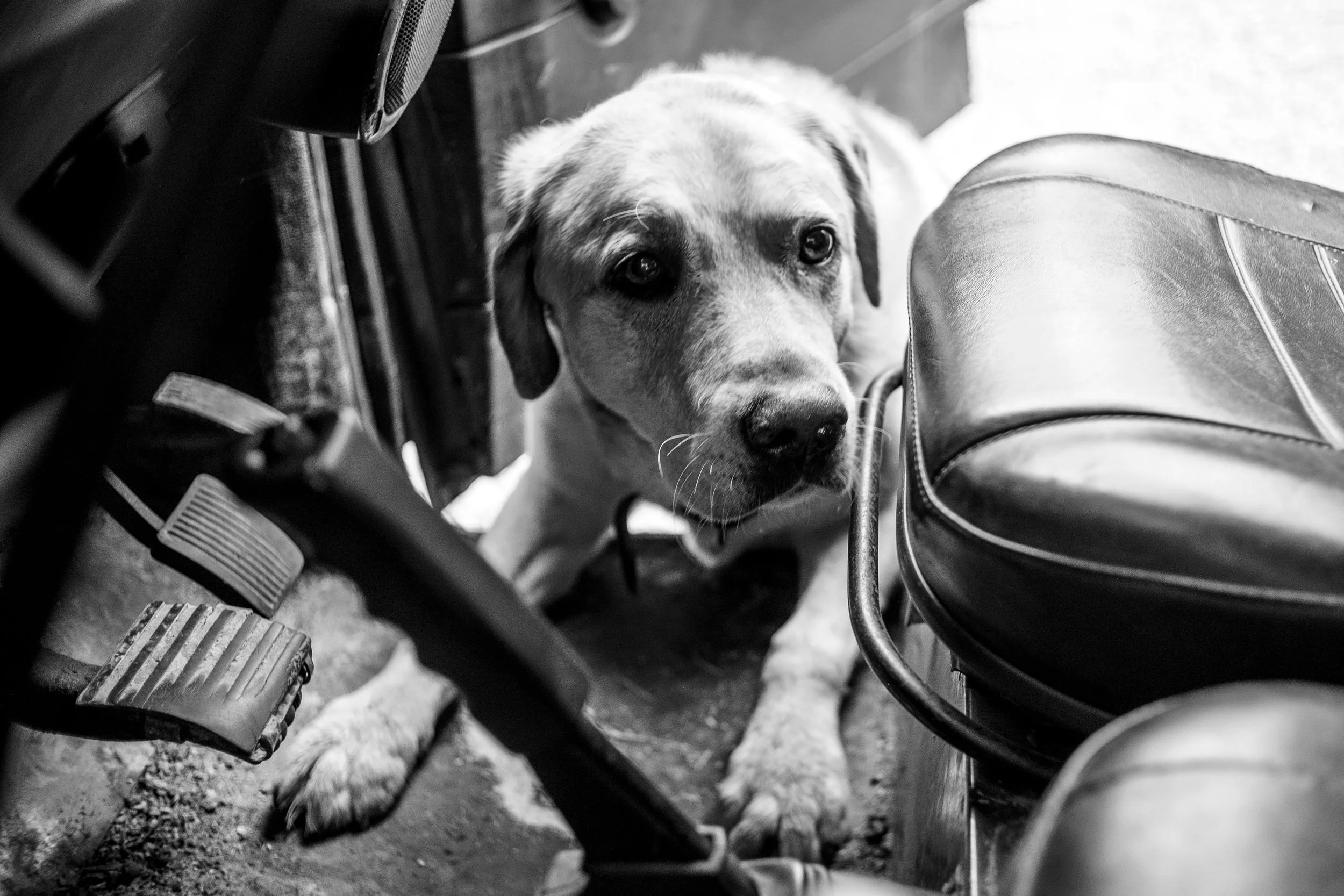 Labrador looking for snacks in land rover footwell