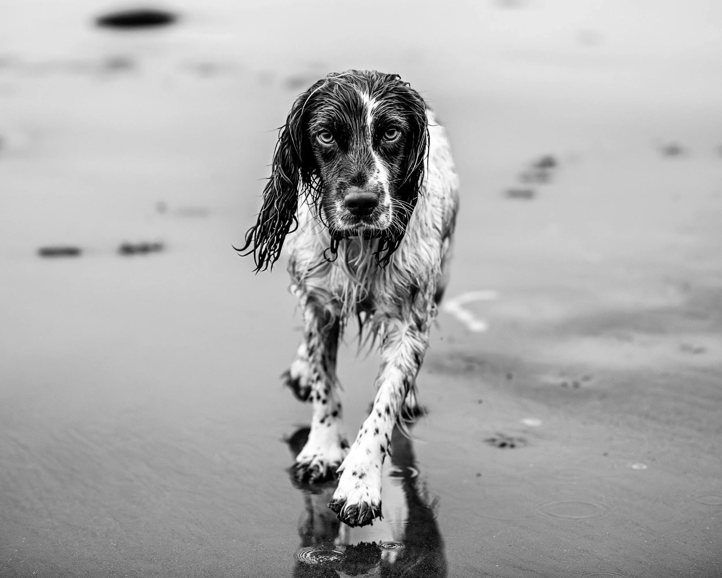 Wet  Spaniel on beach