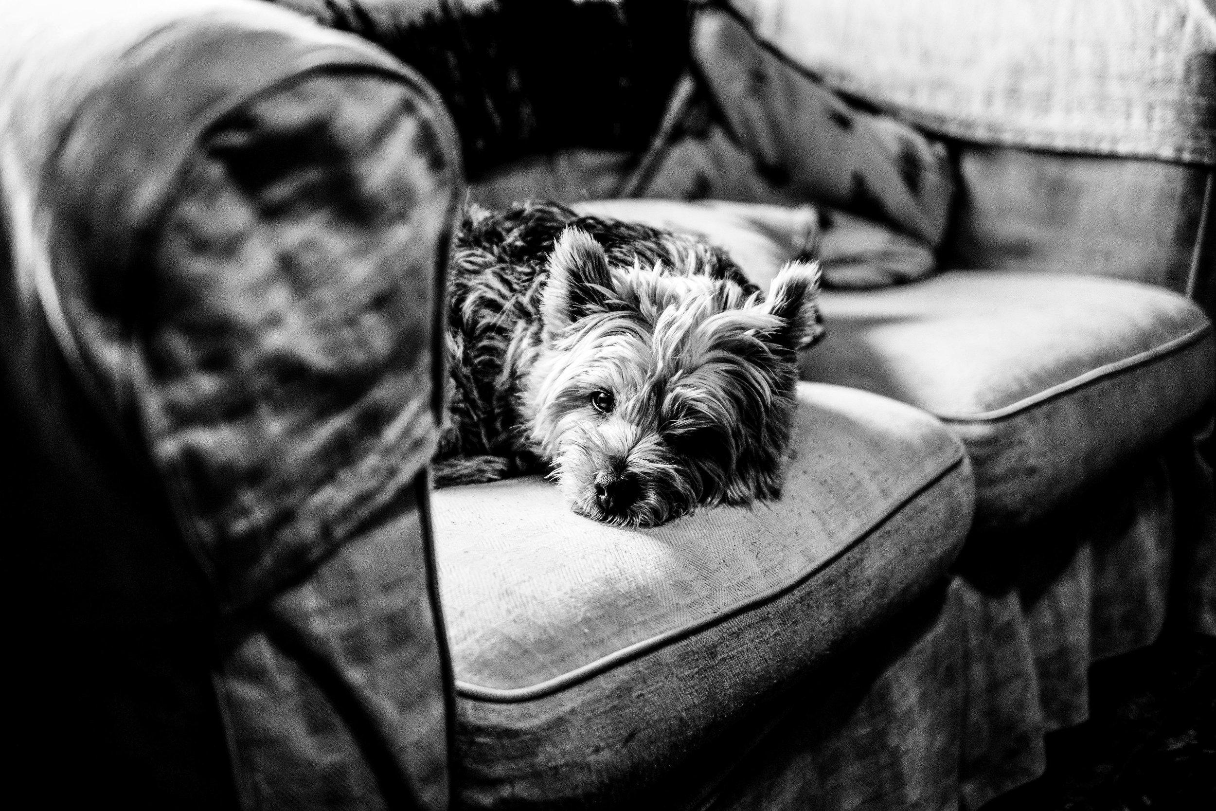 A black and white image of a dog lying on a sofa, partially hiding behind a pillow and looking towards the camera.
