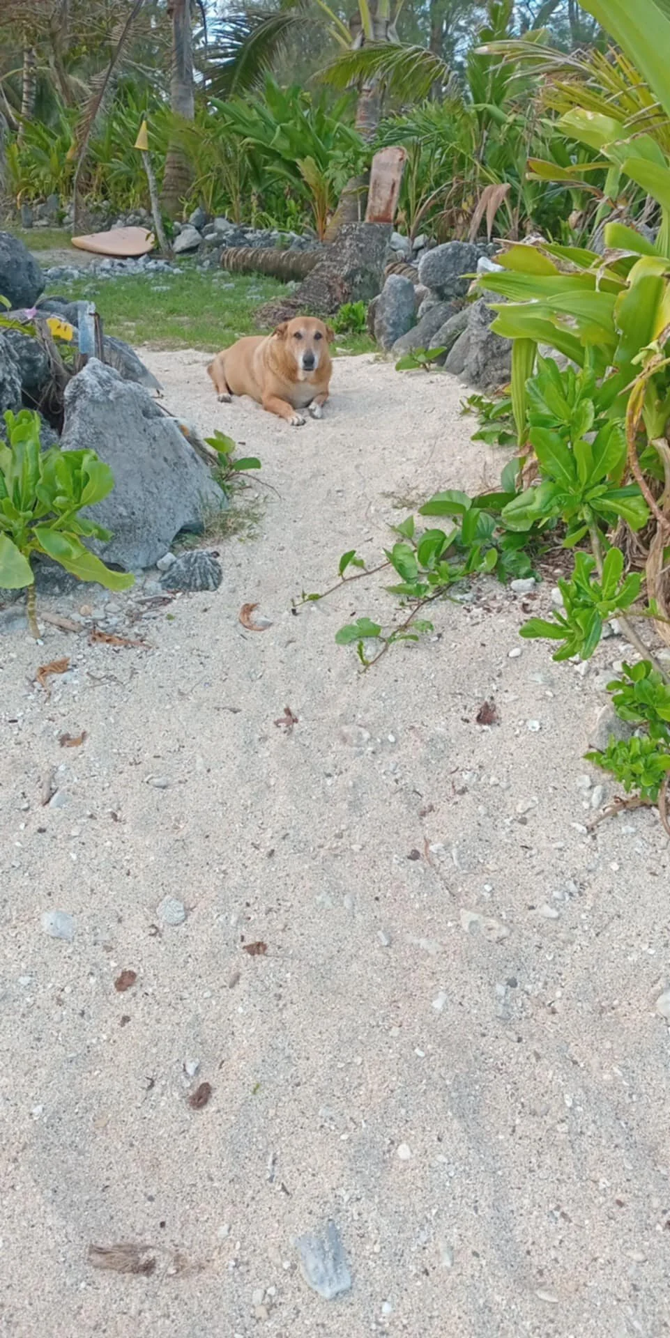 Bete Shortie girl, Rarotonga