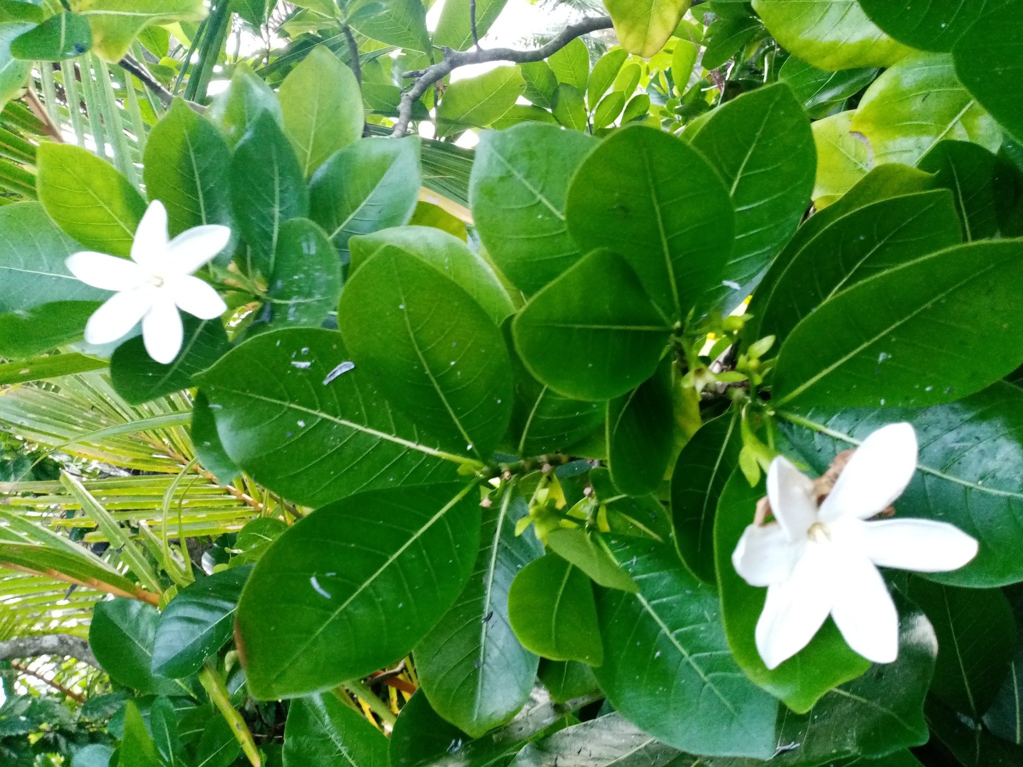Close-up view of Tiare Maori flowers, and  green leaves on a plant.