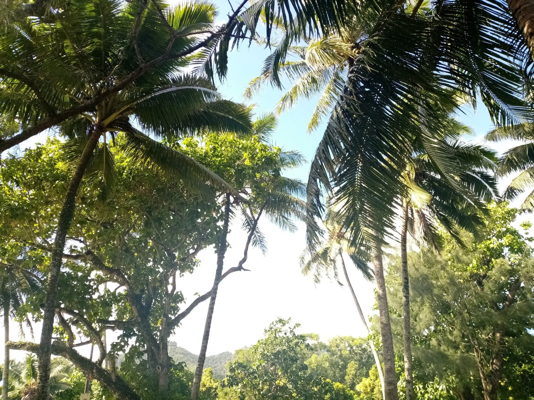 Looking up at tall palm trees with green fronds against a blue sky, with some sunlight filtering through the leaves.