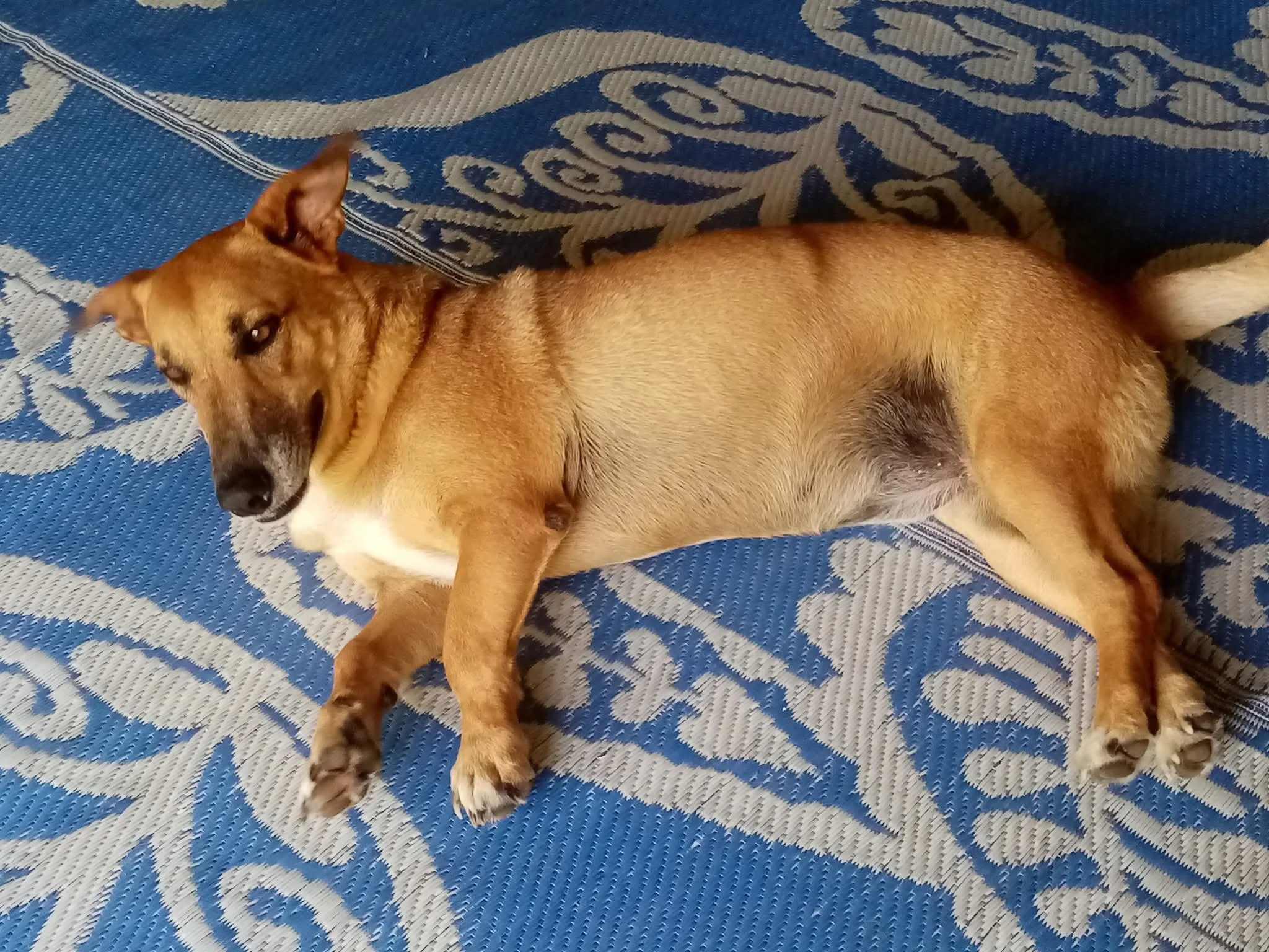 Bete, Shortie Girl, Rarotonga