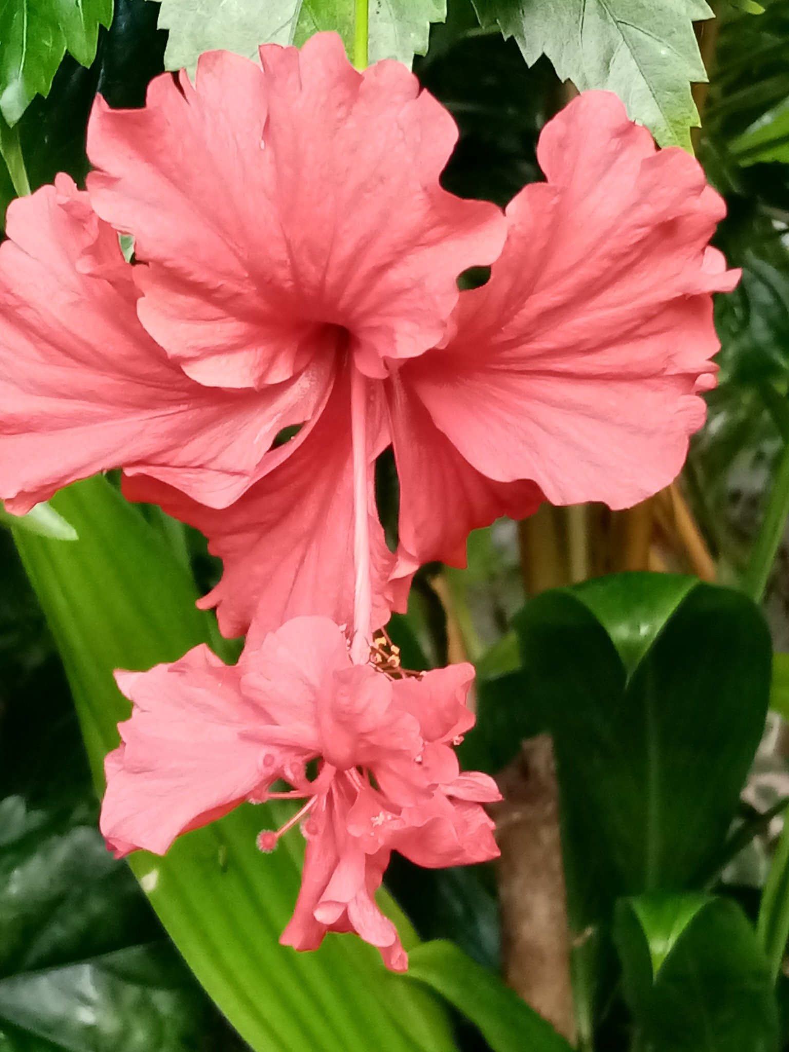 Pink hibiscus flowers with green leaves in the background.