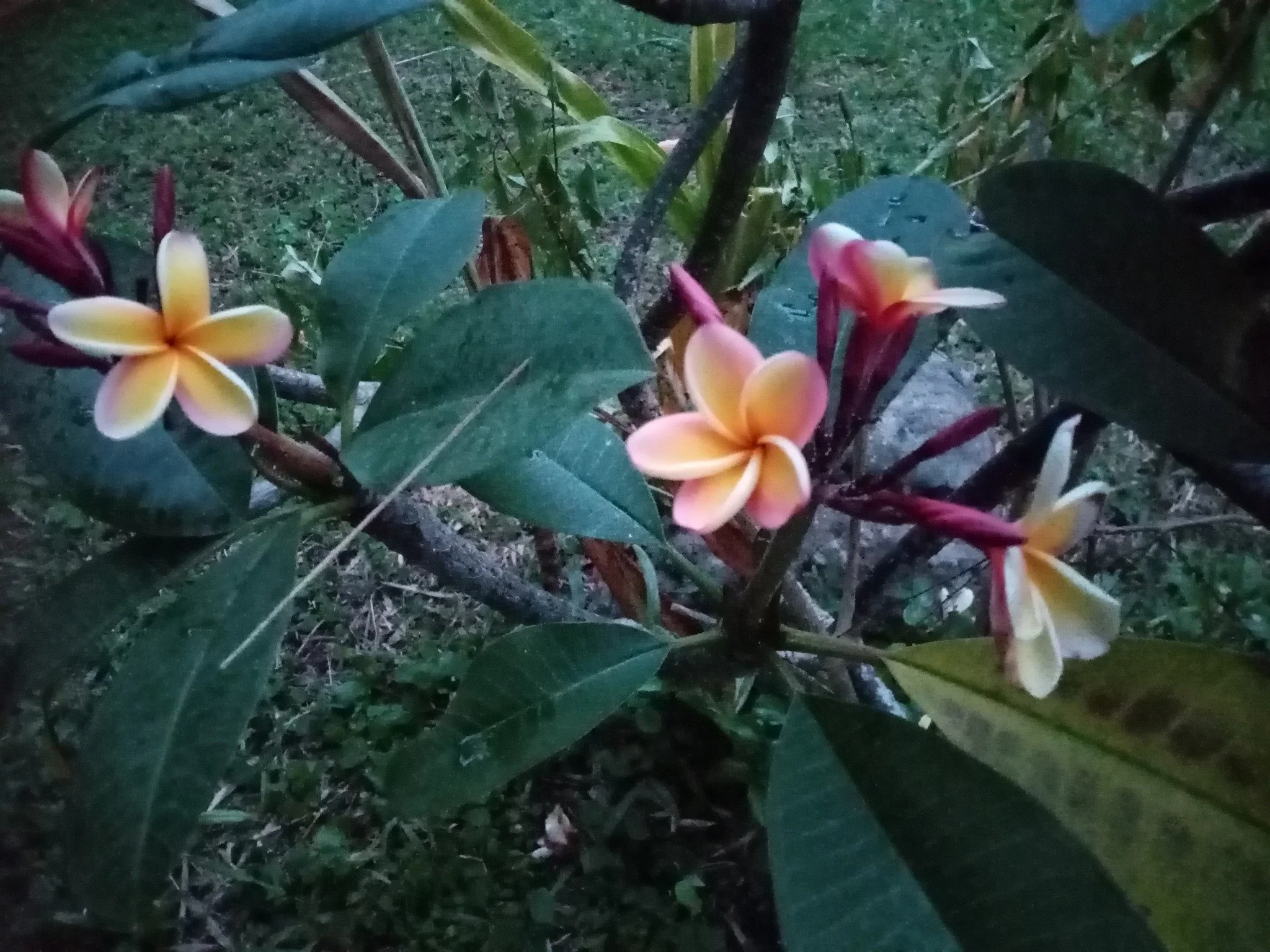 Close-up of frangipani tropical flowers with yellow and pink petals surrounded by dark green leaves, on a garden plant.