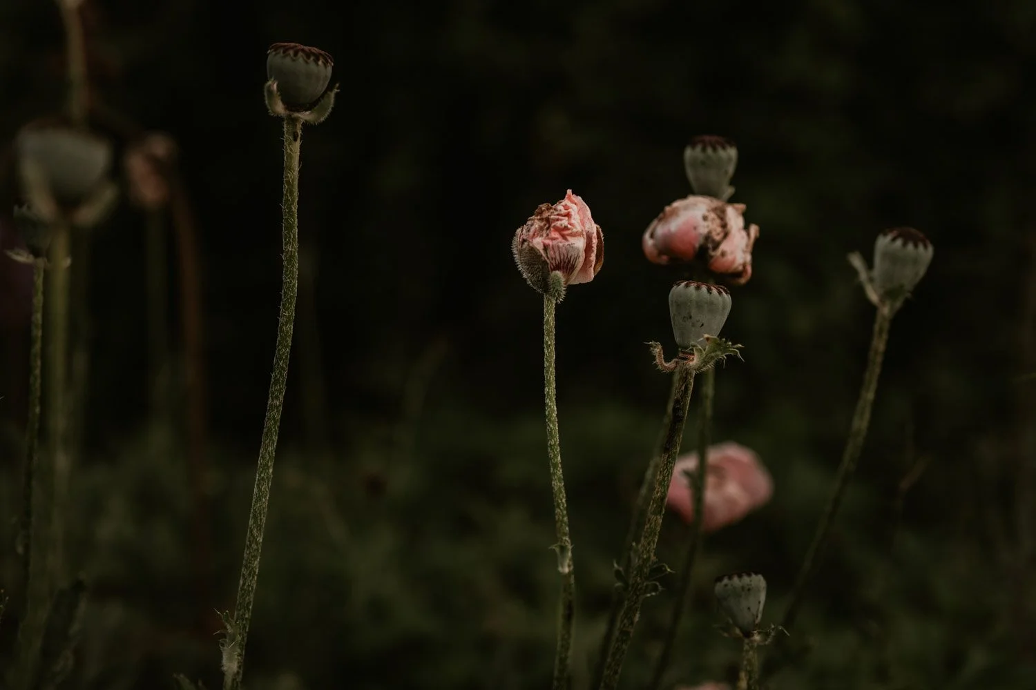 dokumentarische-familienfotografie-mohn-blumen.jpg