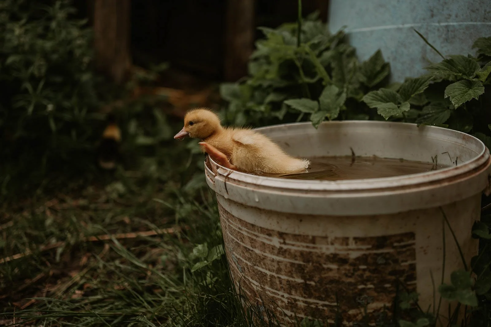 Fotografie in Kaiserslautern liebt Tiere.