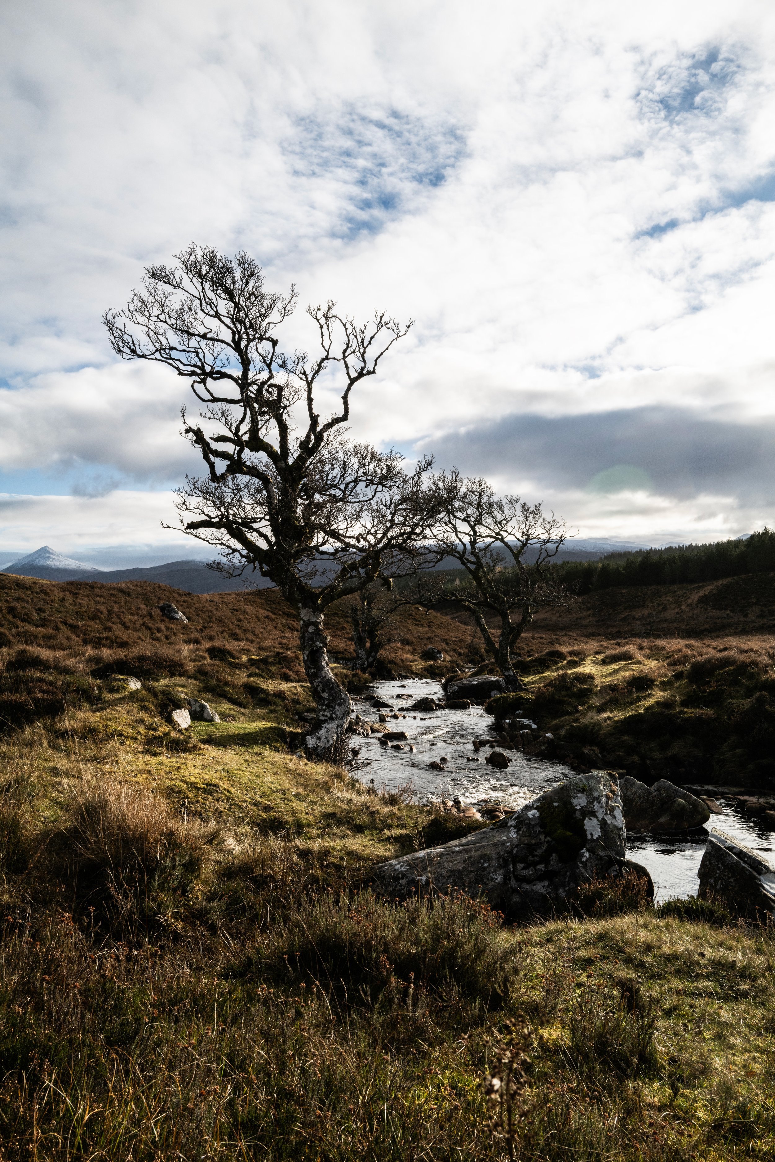 A leafless tree standing beside a small stream on a grassy hillside, with distant mountains and a partly cloudy sky in the background.