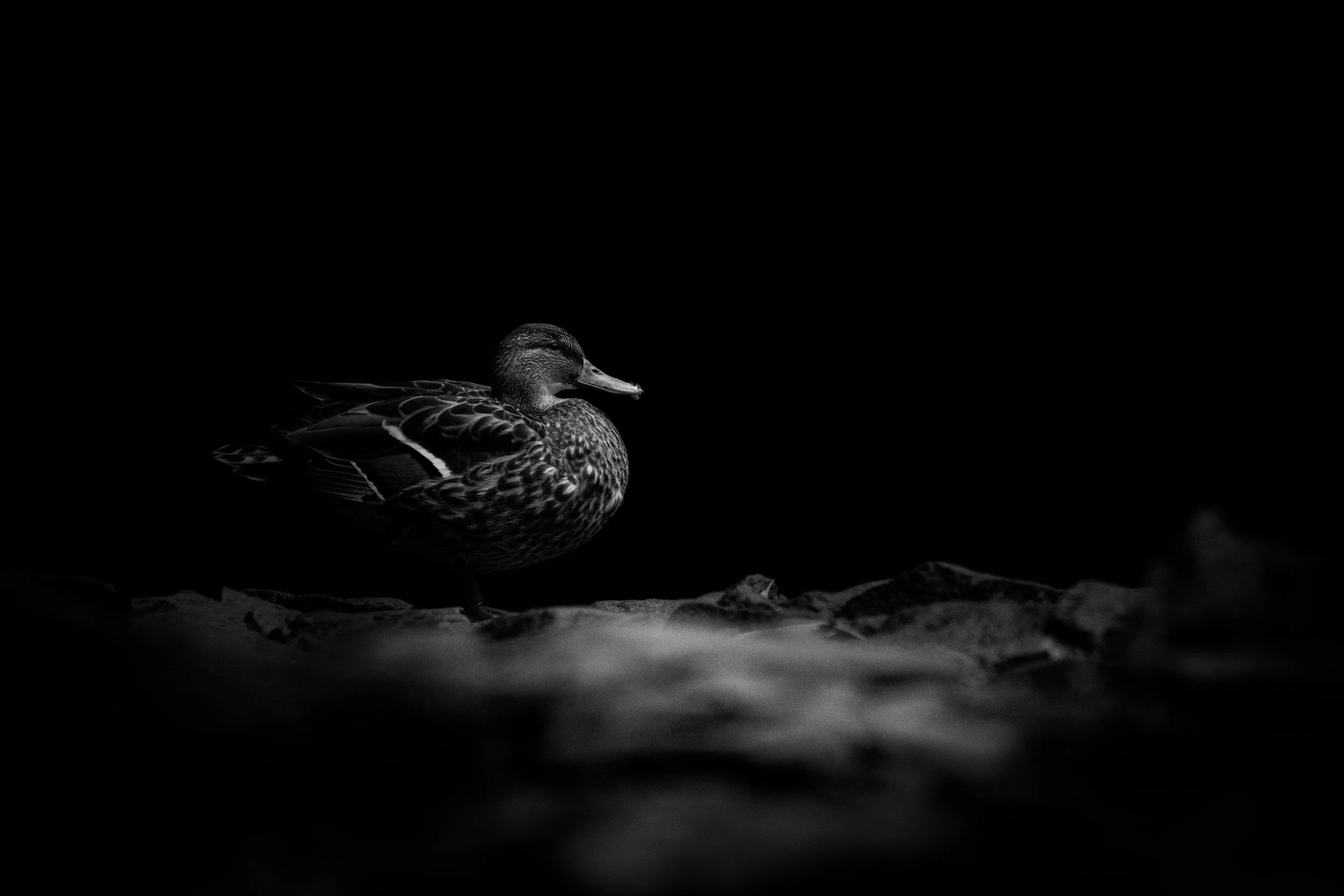 mallard 1 bnw.jpg