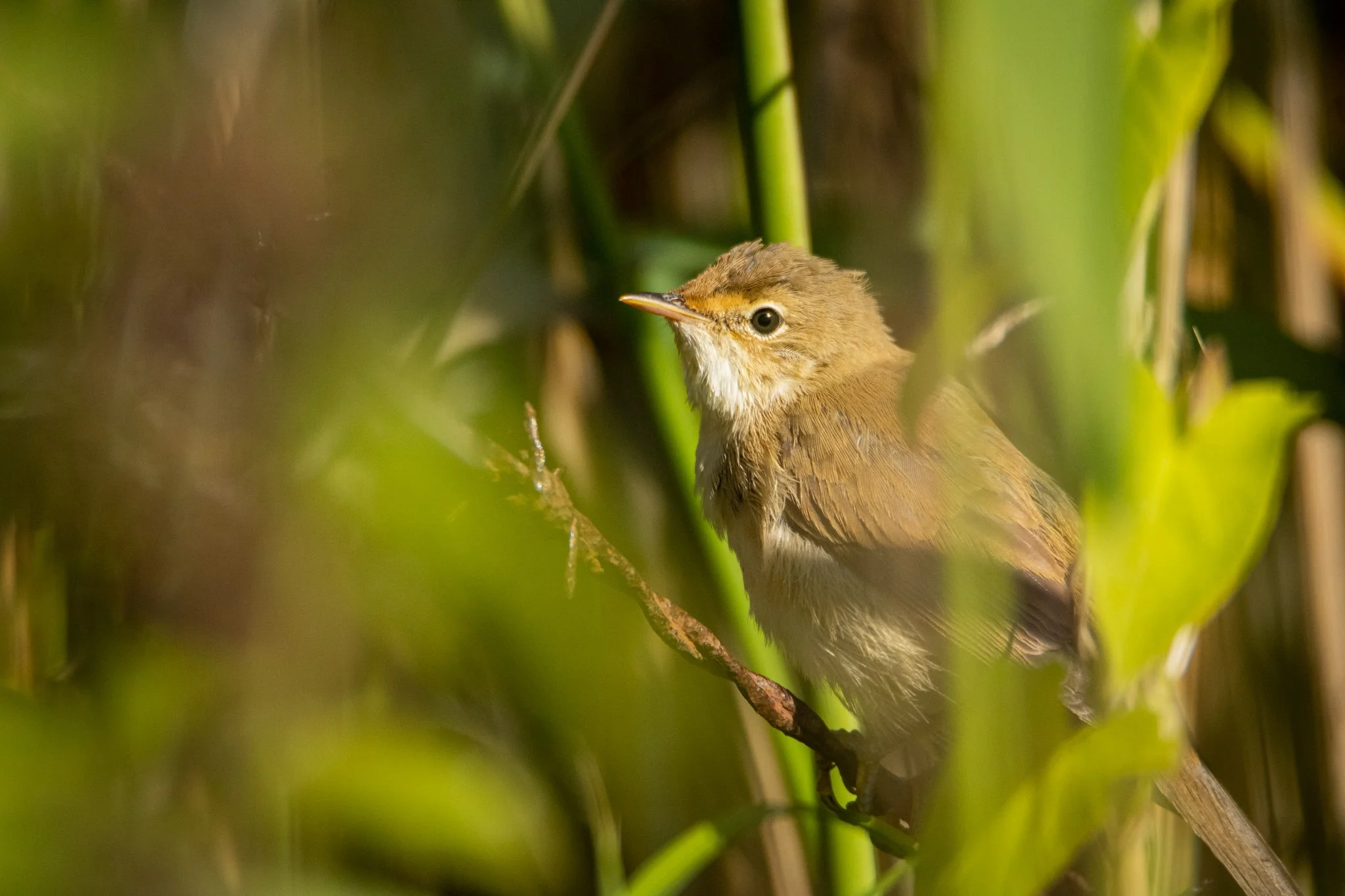 reedwarbler-4.jpg