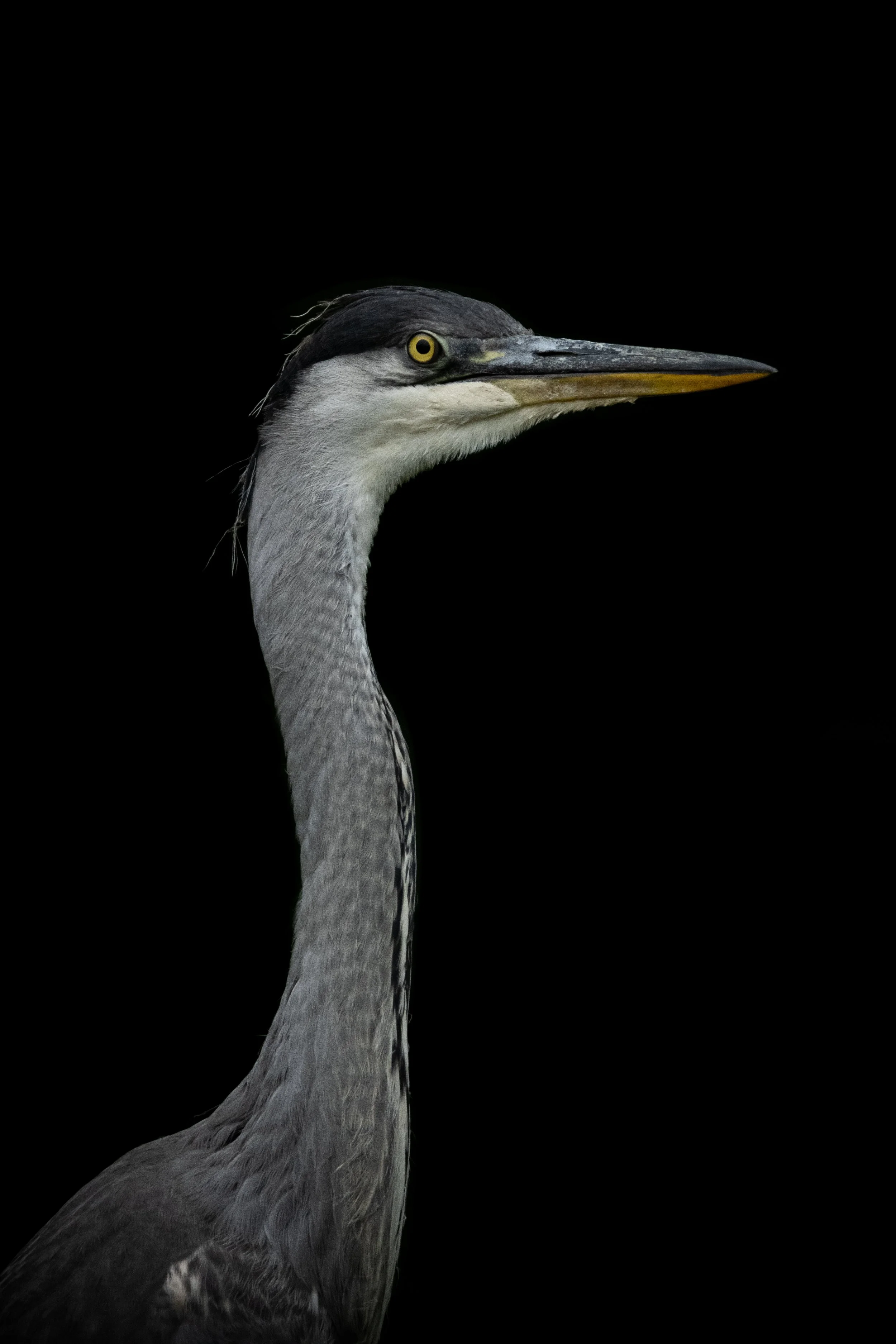 Heron - Low Exposure.jpg