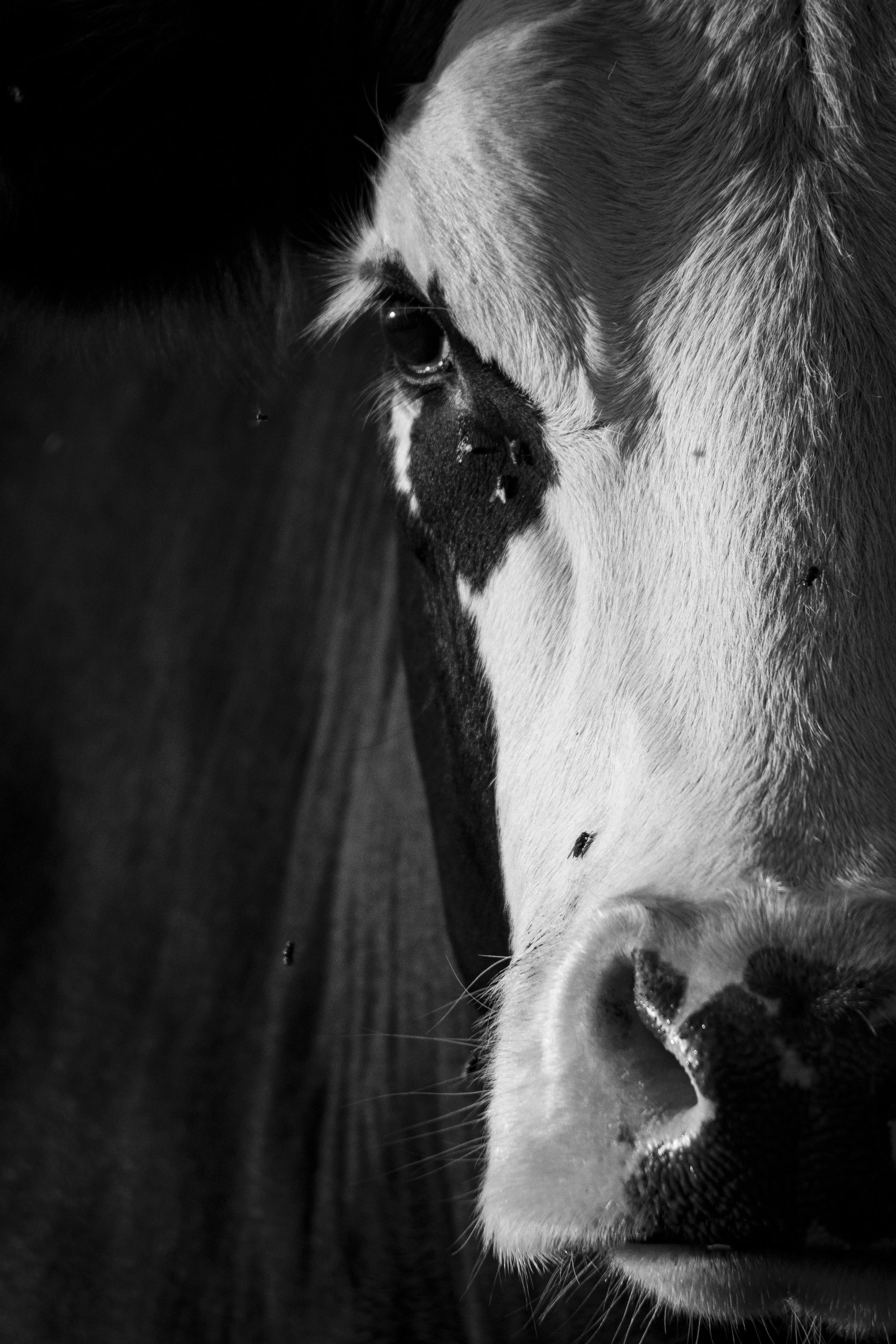 bnw cow.JPG