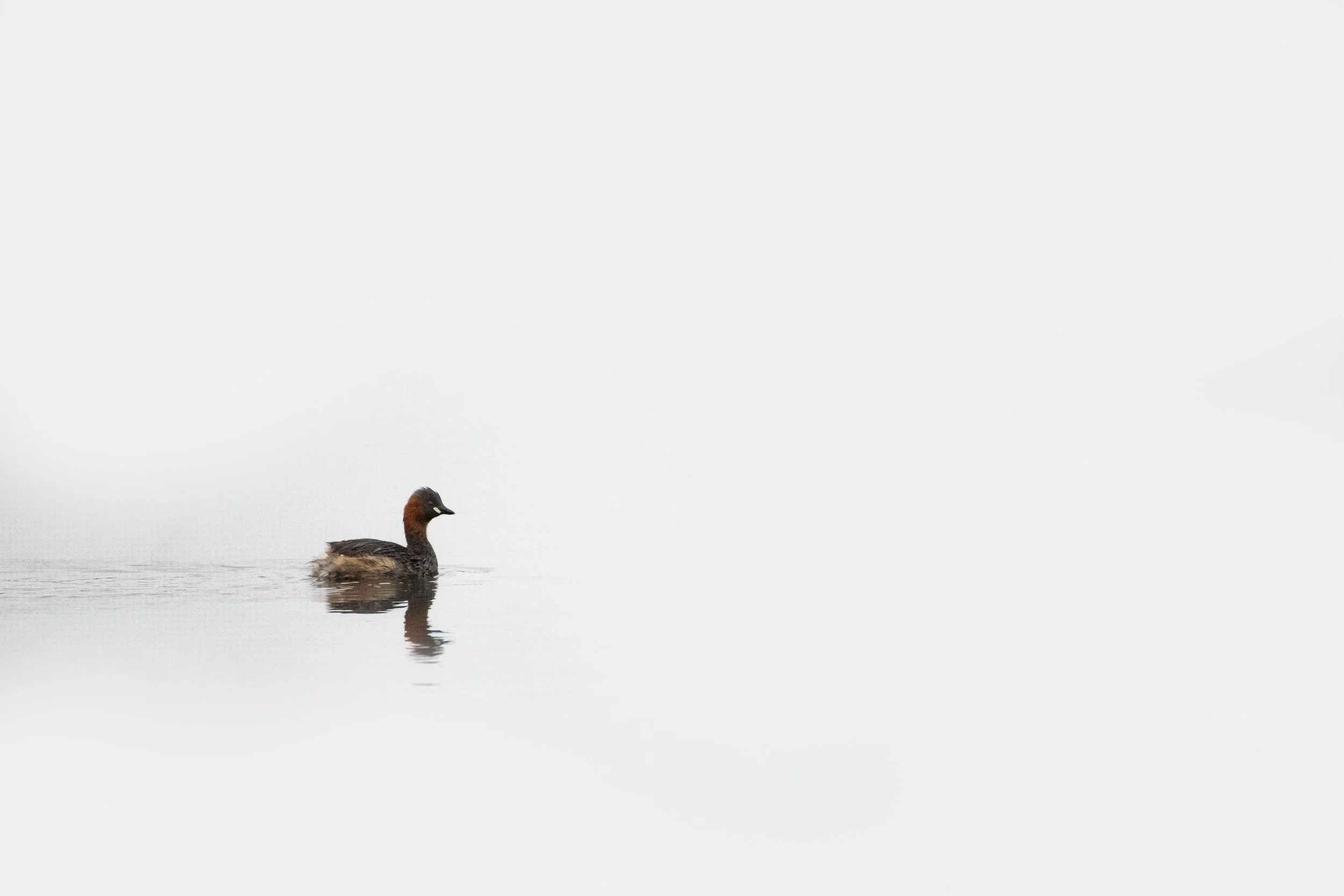 little grebe.jpg