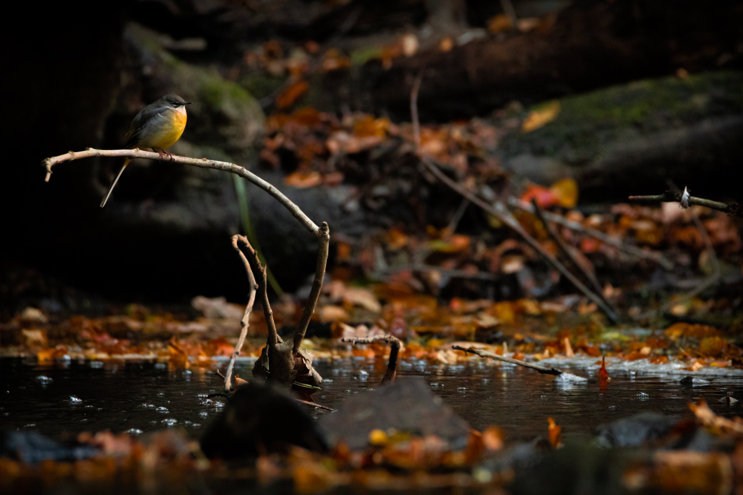 Wagtail.jpg