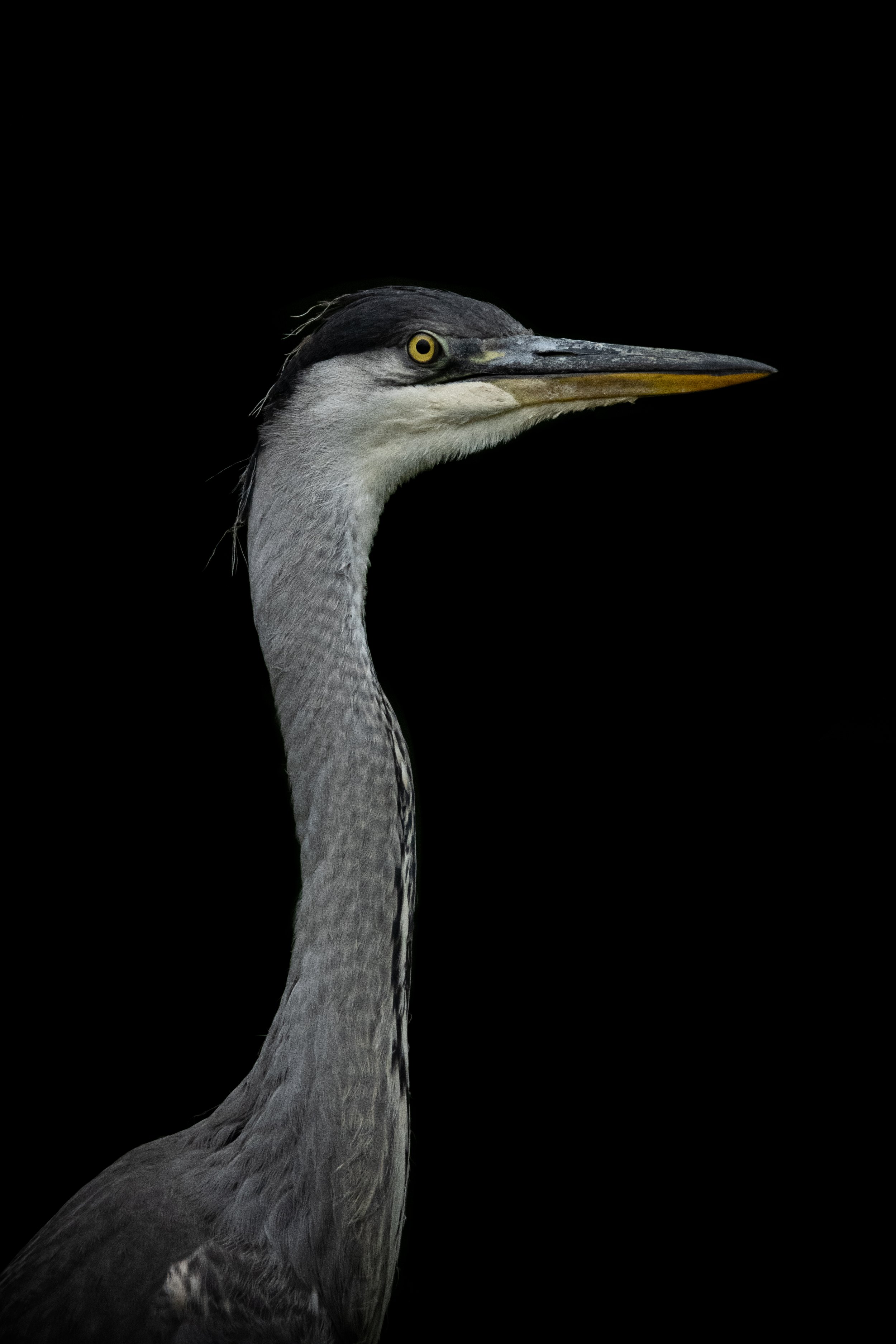 Heron - Low Exposure.jpg