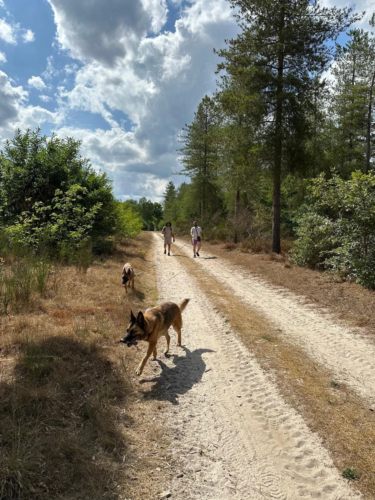 Deux personnes marchent sur un sentier forestier avec deux chiens. Le ciel est partiellement nuageux, entouré d'arbres verts et de broussailles.