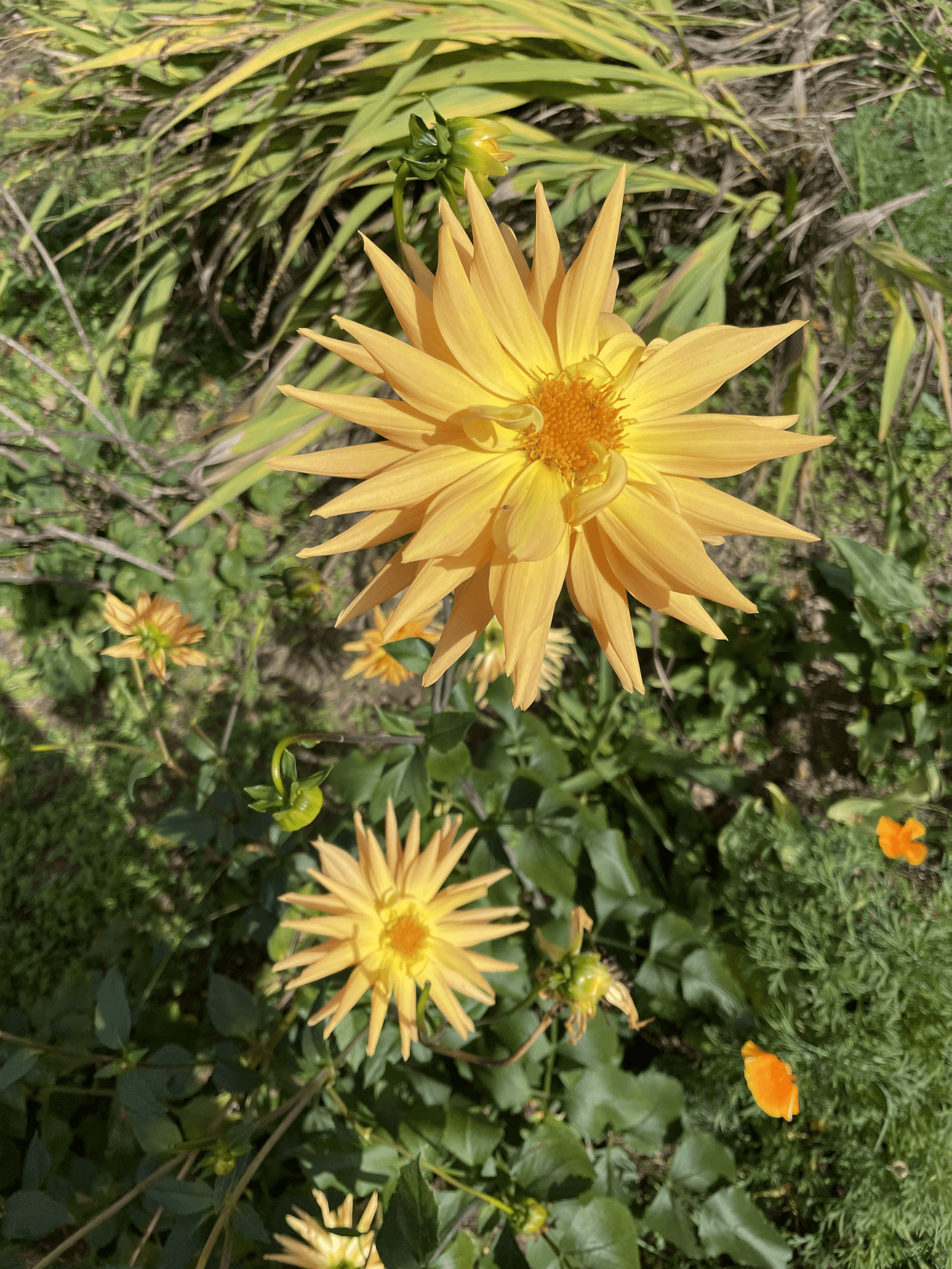 Une fleur jaune avec de longues pétales pointues dans un jardin, entourée de feuillage vert.
