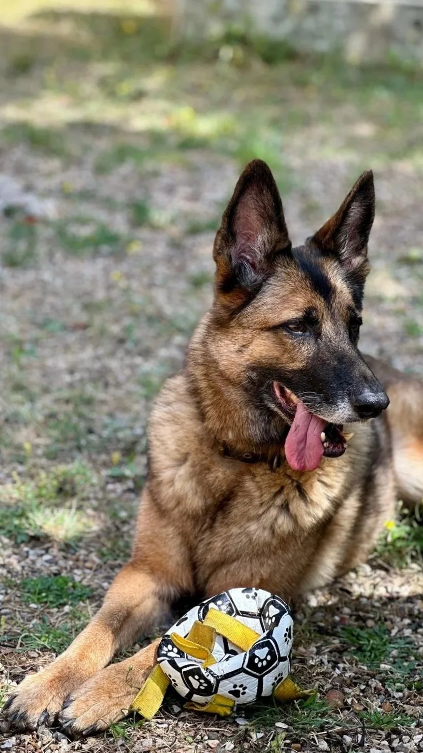 Un chien de taille moyenne avec des oreilles pointues, beige et noir, allongé sur le sol avec une balle d'entraînement à proximité, outdoor avec de la verdure.